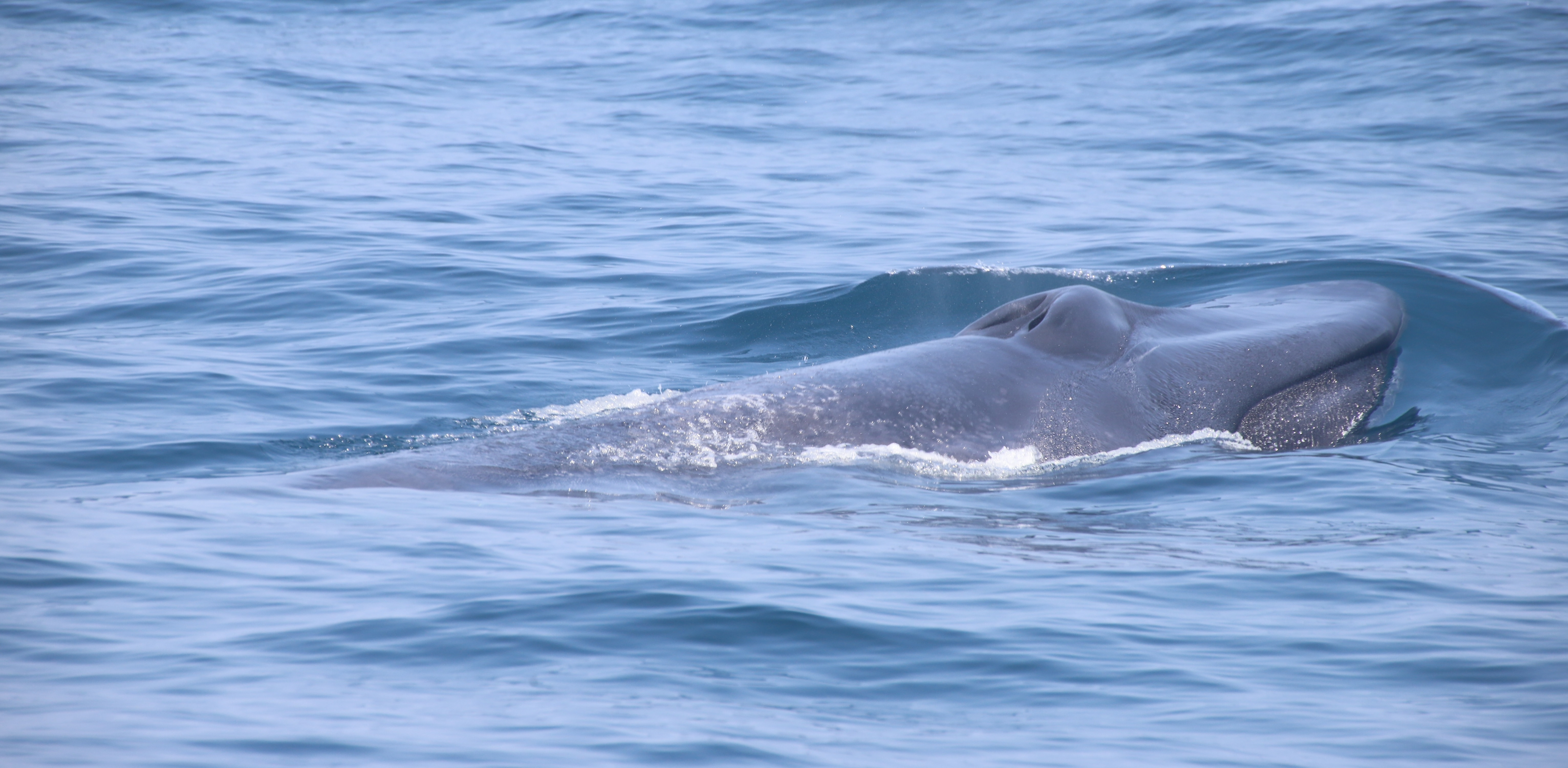 Shutterstock 1696443688 BLUE WHALE SRI LANKA MIRISSA
