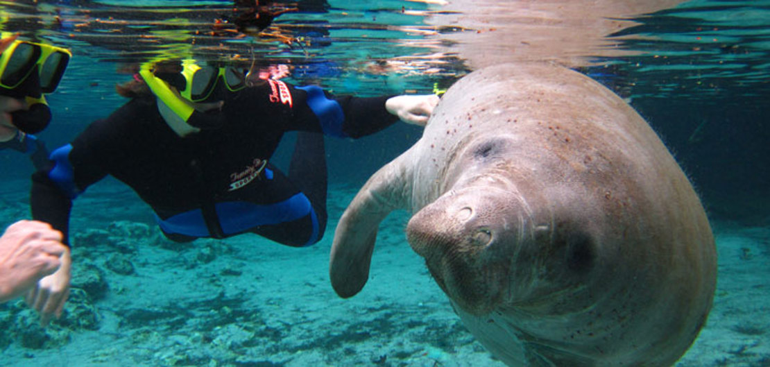 8-Crystal-River_manatee1.jpg