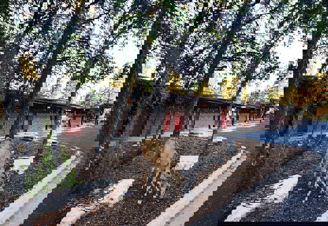 visitgrandcanyon-pg-yavapai-lodge-west-w-deer.jpg