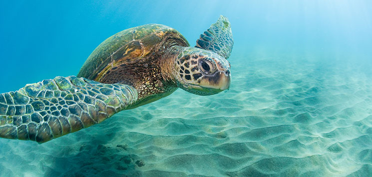 skildpadde-maui.jpg