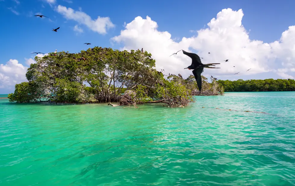 Mangrove og turkis lagune i Sian Ka an Biosphere Reserve ved Tulum