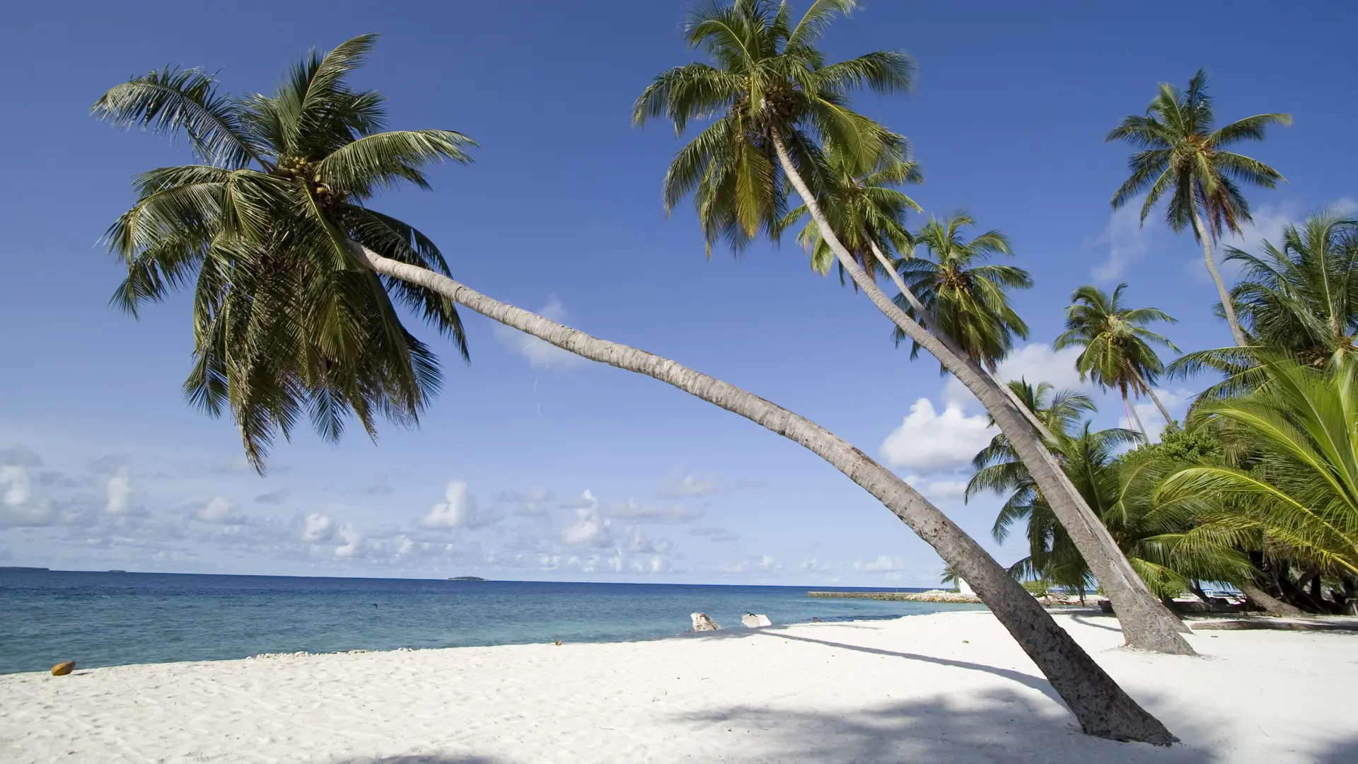 S-0059 Ahmed Rasheed.jpg