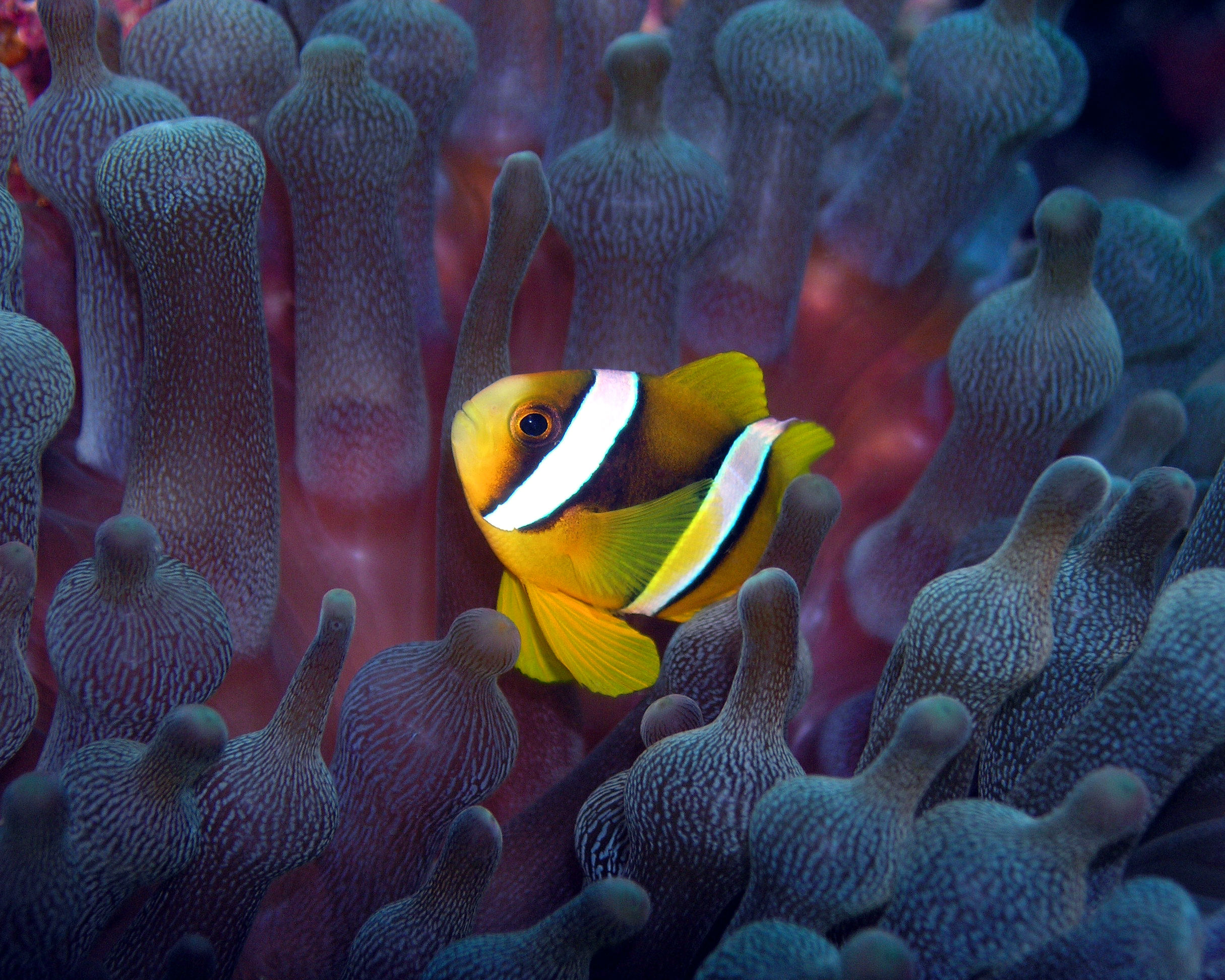 U-0321 Mohamed Shafraz Naeem.jpg