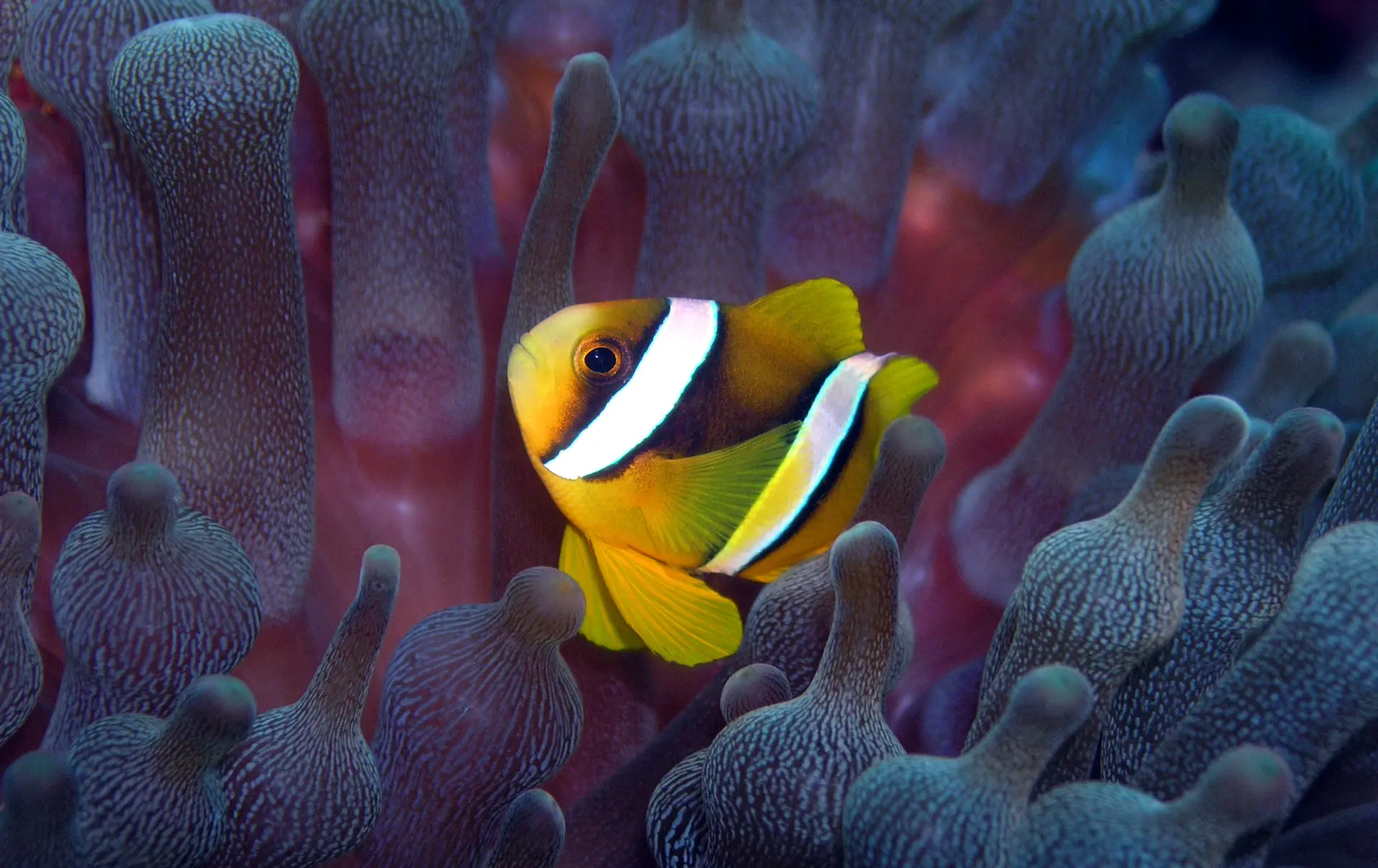 U-0321 Mohamed Shafraz Naeem.jpg