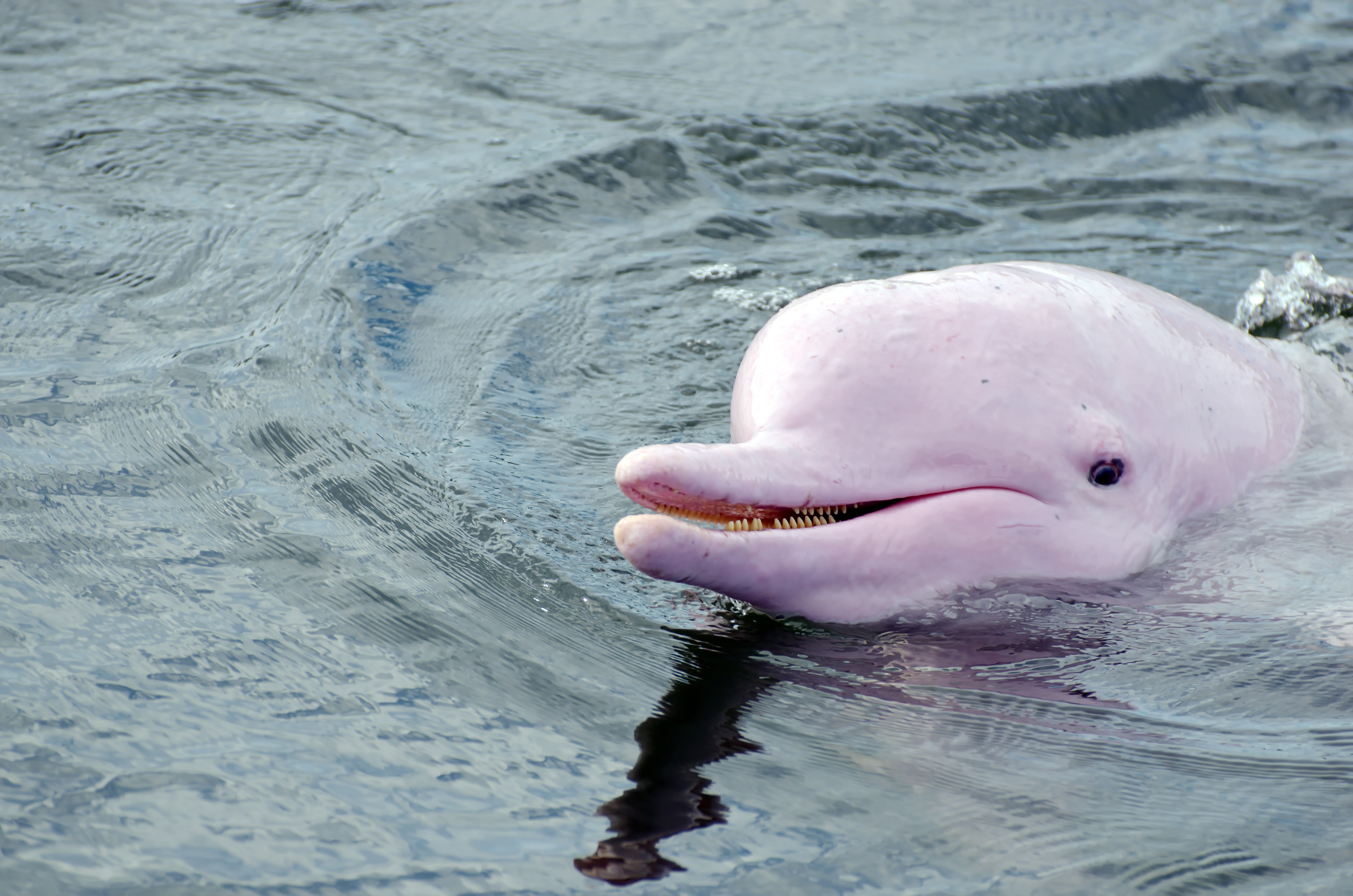 Pink Dolphin