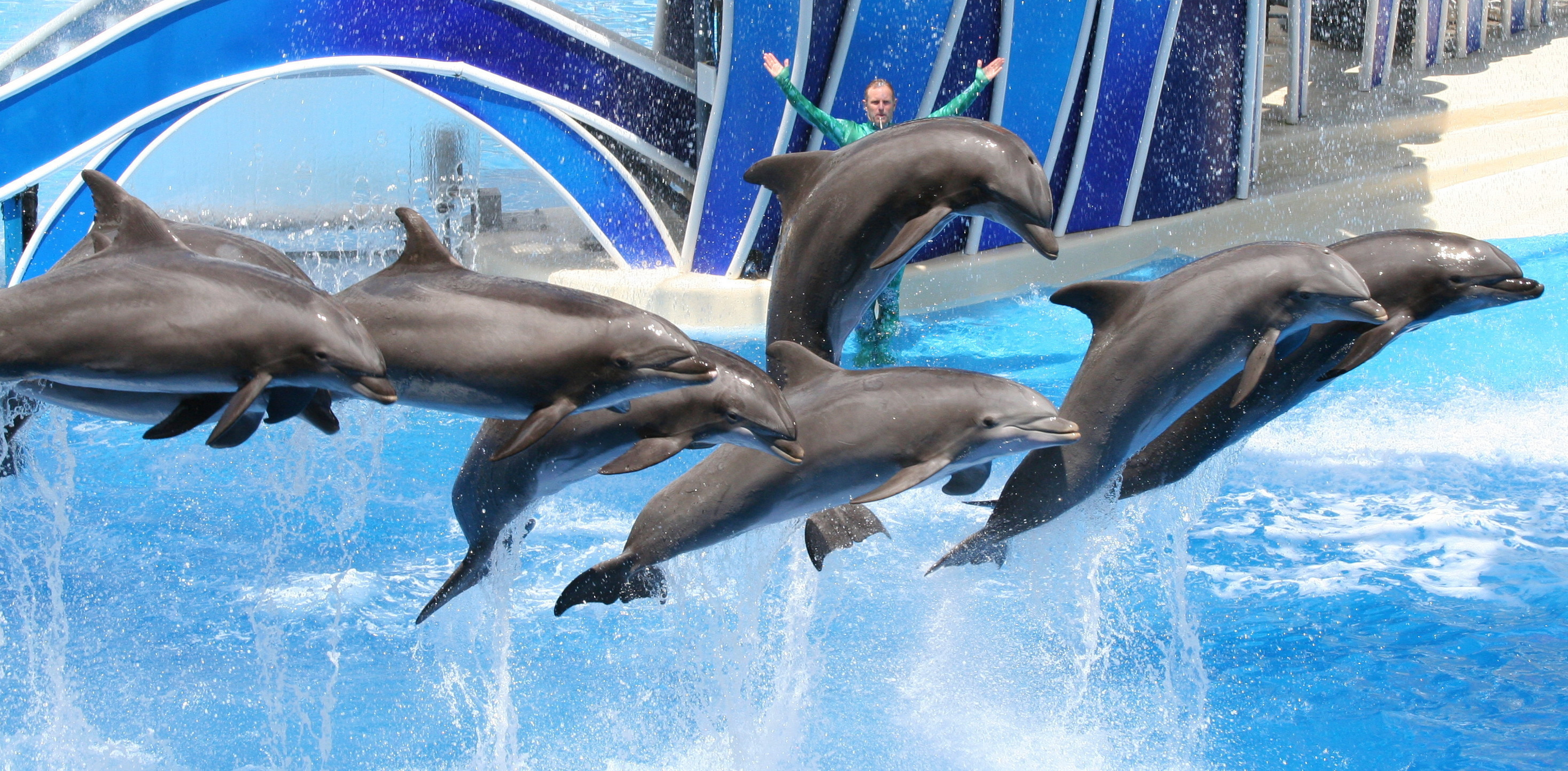 Dolphins.jpg