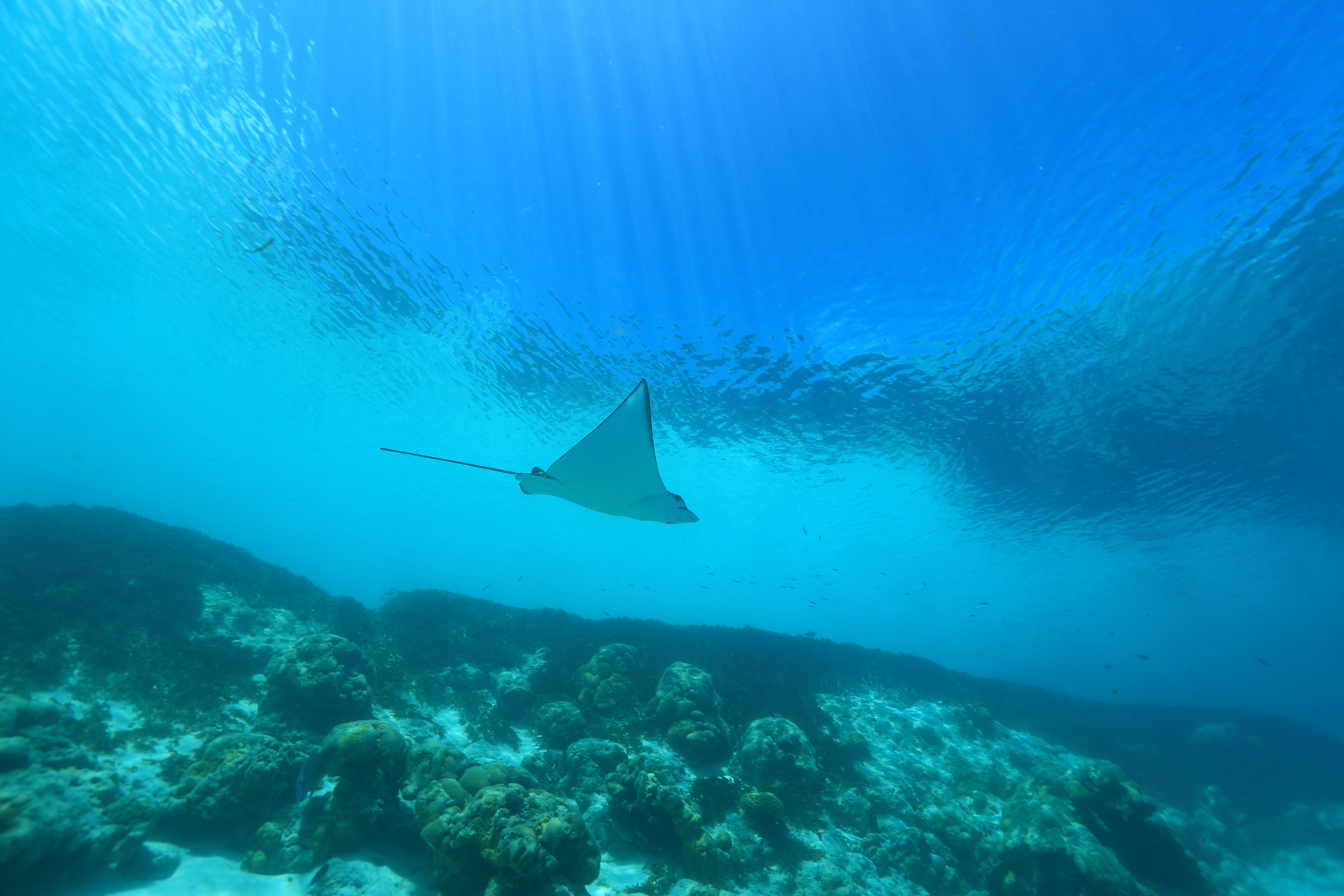 Shutterstock 626382401 Underwater View Of Spotted Eagle Ray Swimming In Blue Water At Aldabra Island, Seychelles