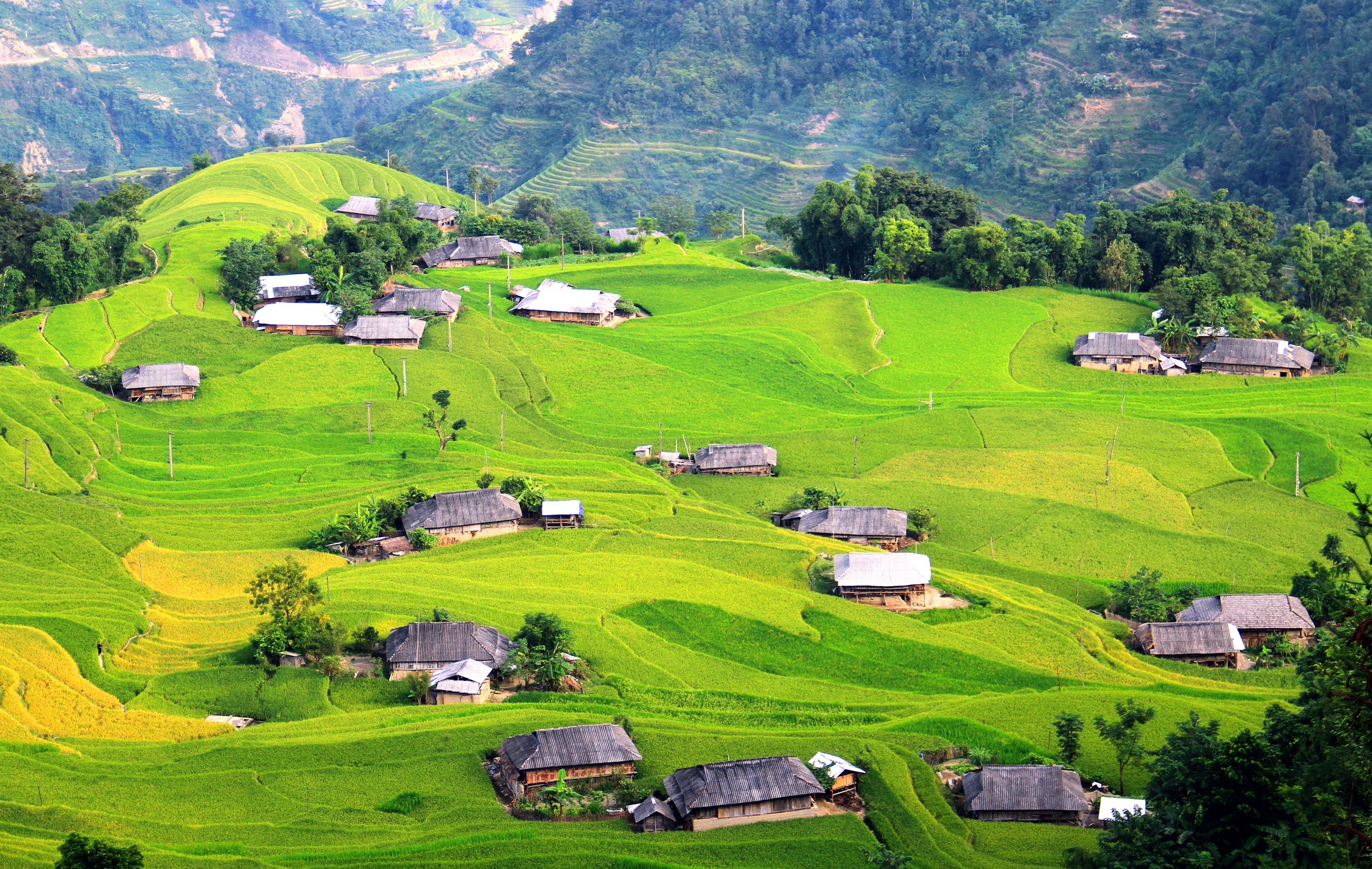 Mu Cang Chai - Vietnam Growing rice on terraced fields in Hoang Su Phi - Ha Giang - Vietnam (1).jpg