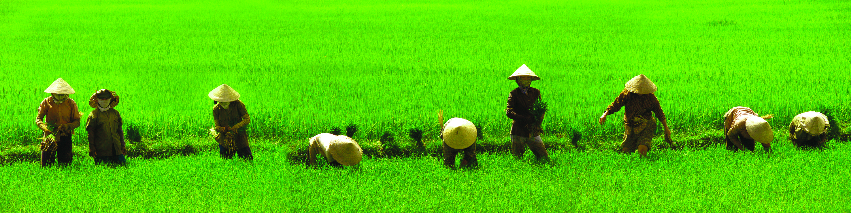 Hoi An_forside_billede.jpg