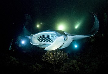 Manta-Ray-Night-Dive-Kona-Hawaii.jpg