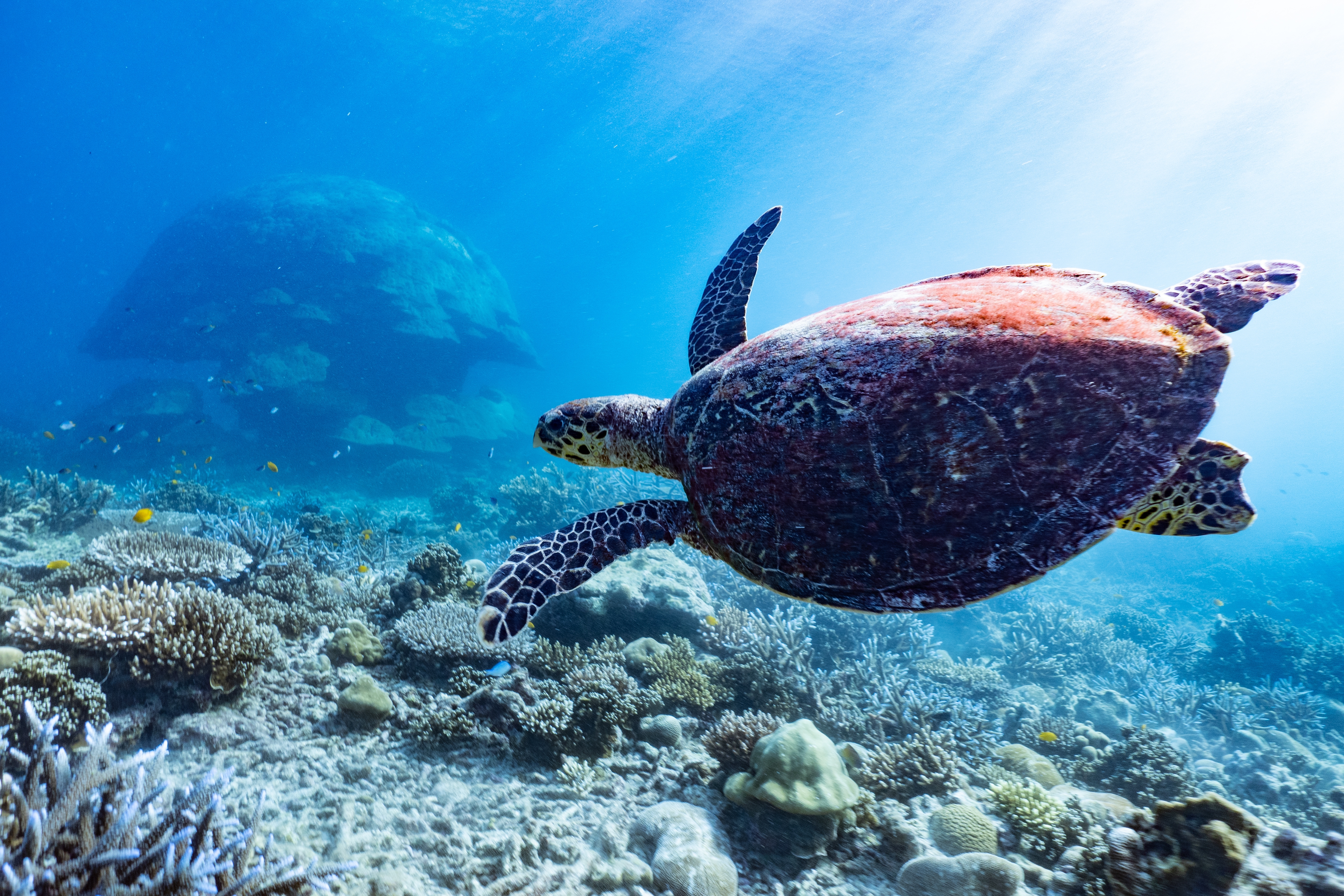 Surin Islands Thailand Shutterstock 2303800027 (Sea Turtle At Surin Island)