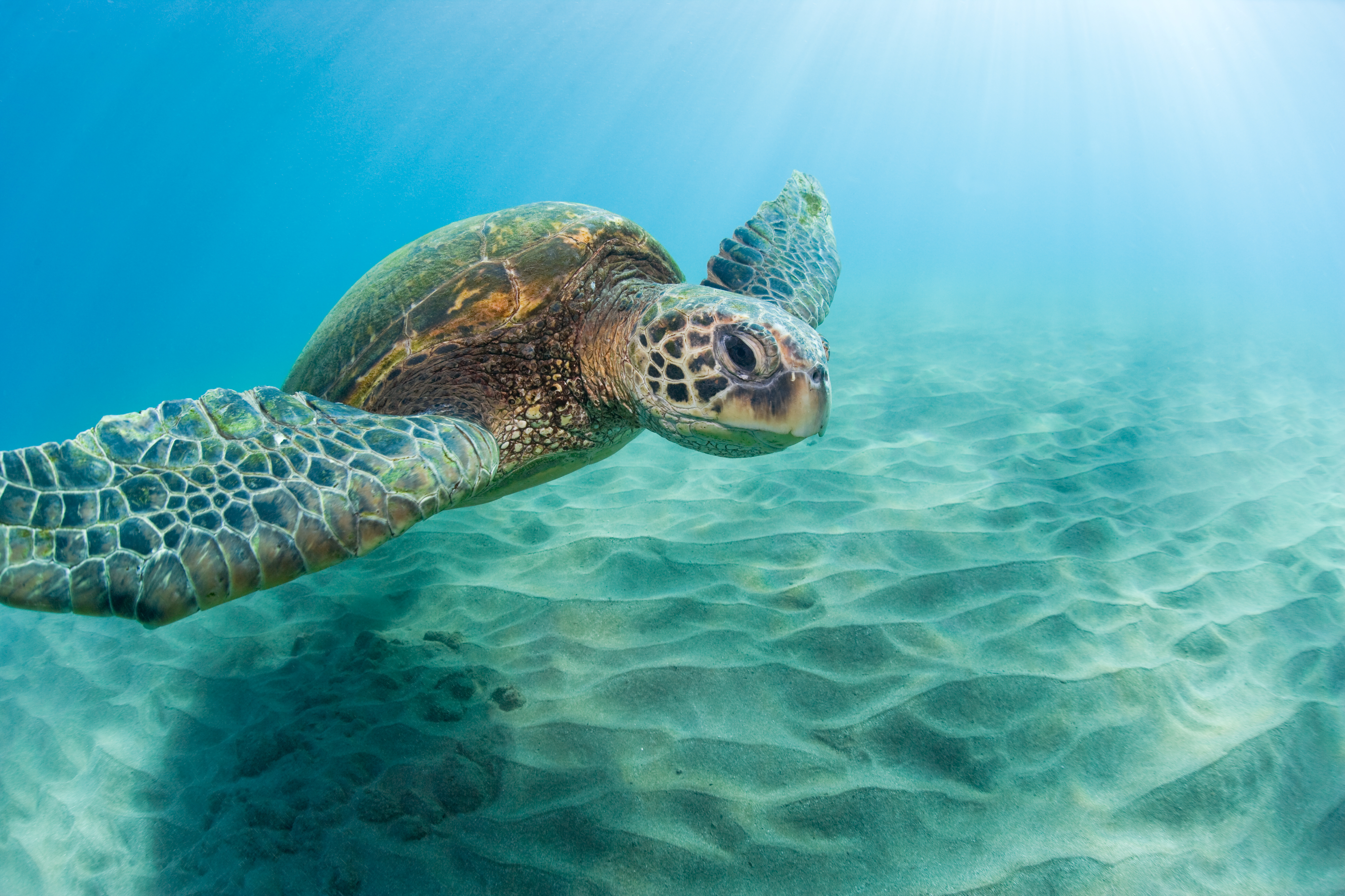 Grøn havskildpadde på Hawaii.jpg