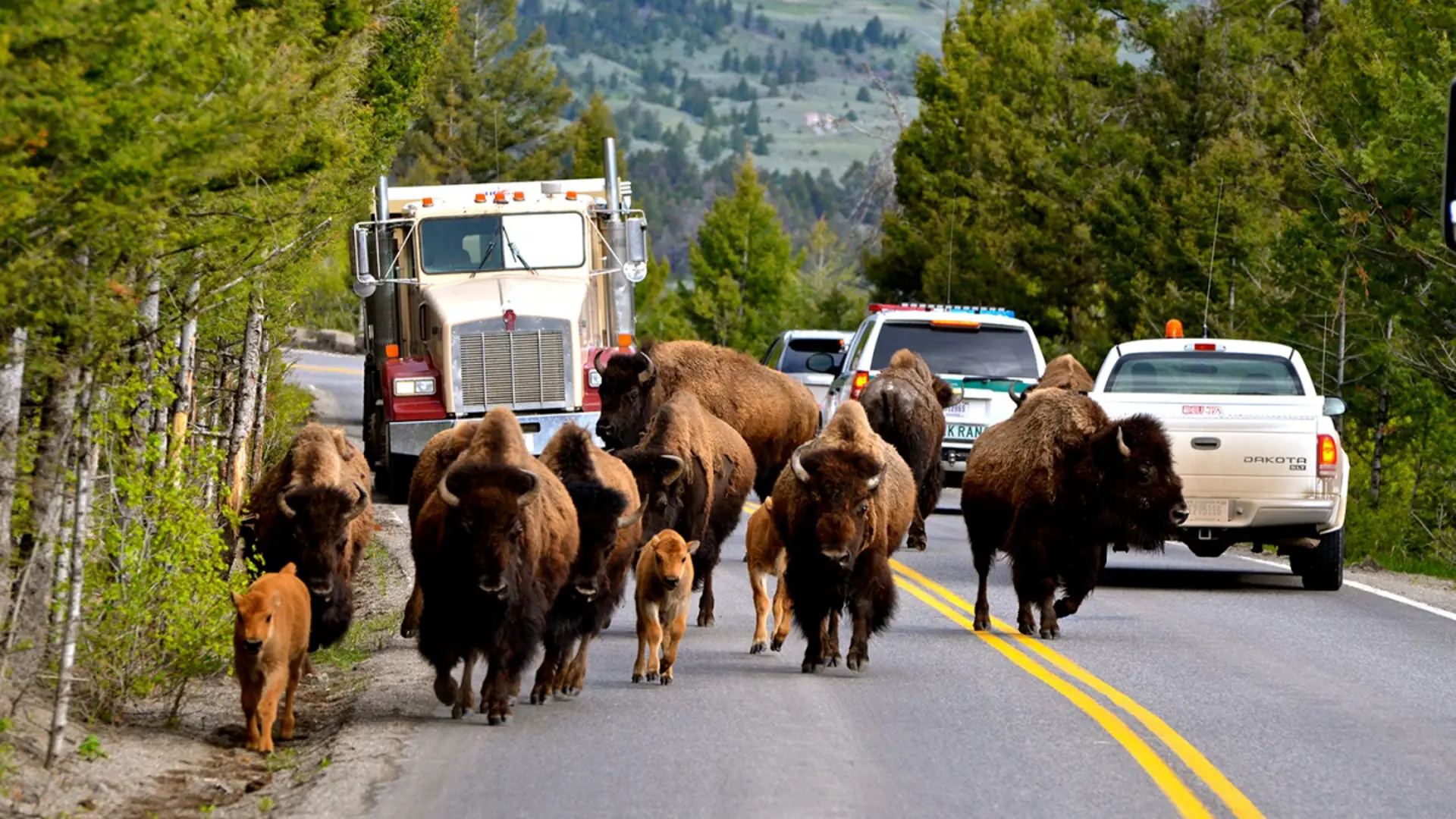 USA - Wyoming - Yellowstone - bison på vejen.jpg