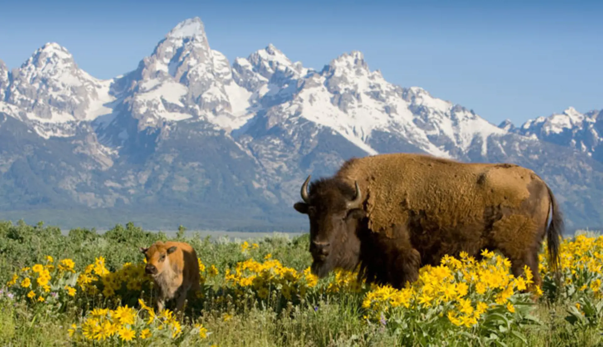 USA - Wyoming - Yellowstone - bison.jpg