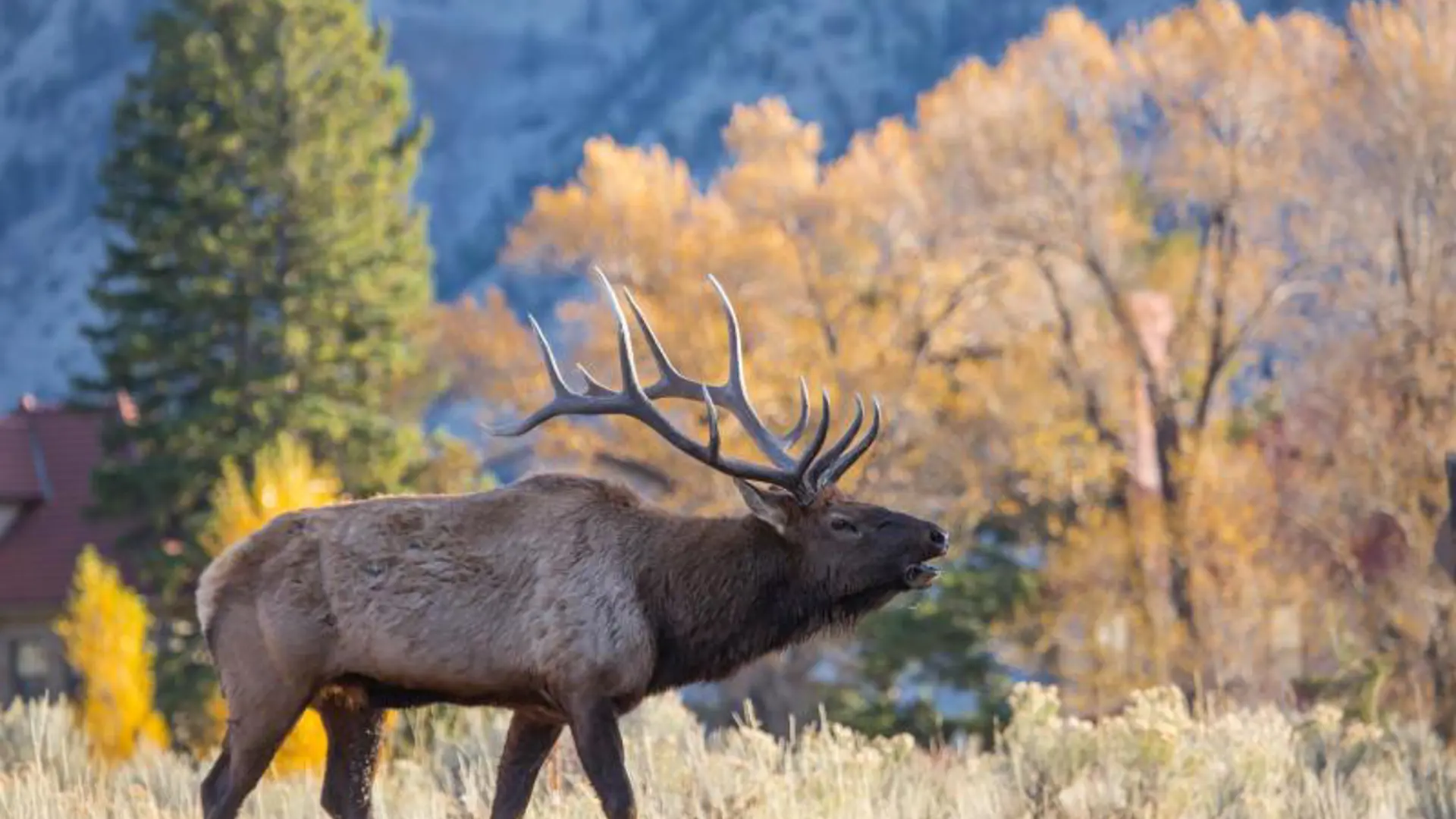 USA - Wyoming - Yellowstone - Elg.jpg