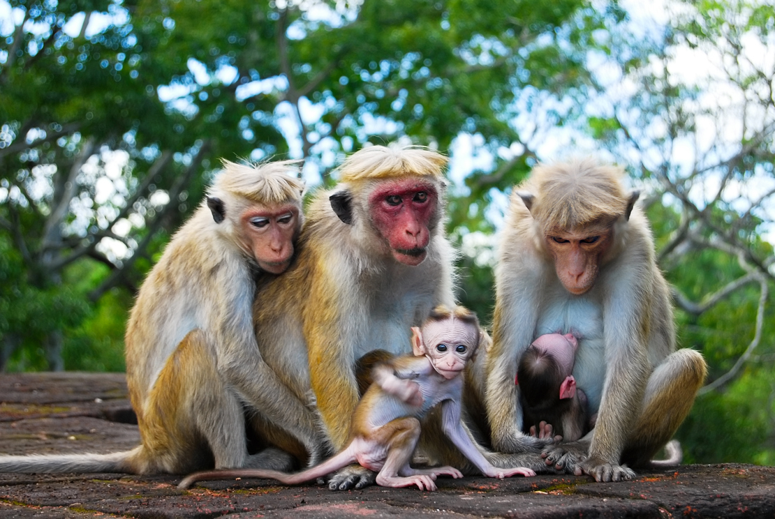 shutterstock_128087291 Monkey's family, two babies with parents at Sigiriya, Sri Lanka.jpg