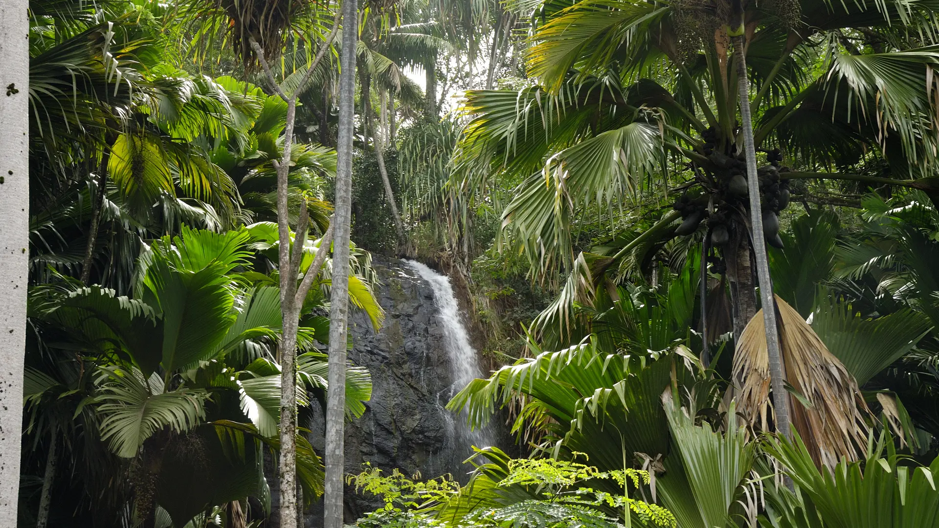 327_IMG12 Waterfall Vallee de Mai_3872x2592.jpg