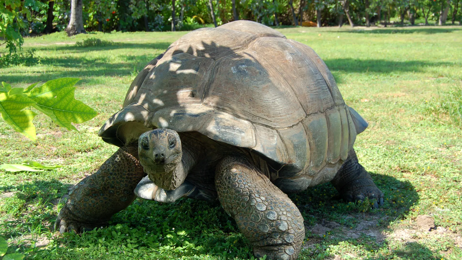 333_IMG15 Giant Tortoise_3008x2000.jpg