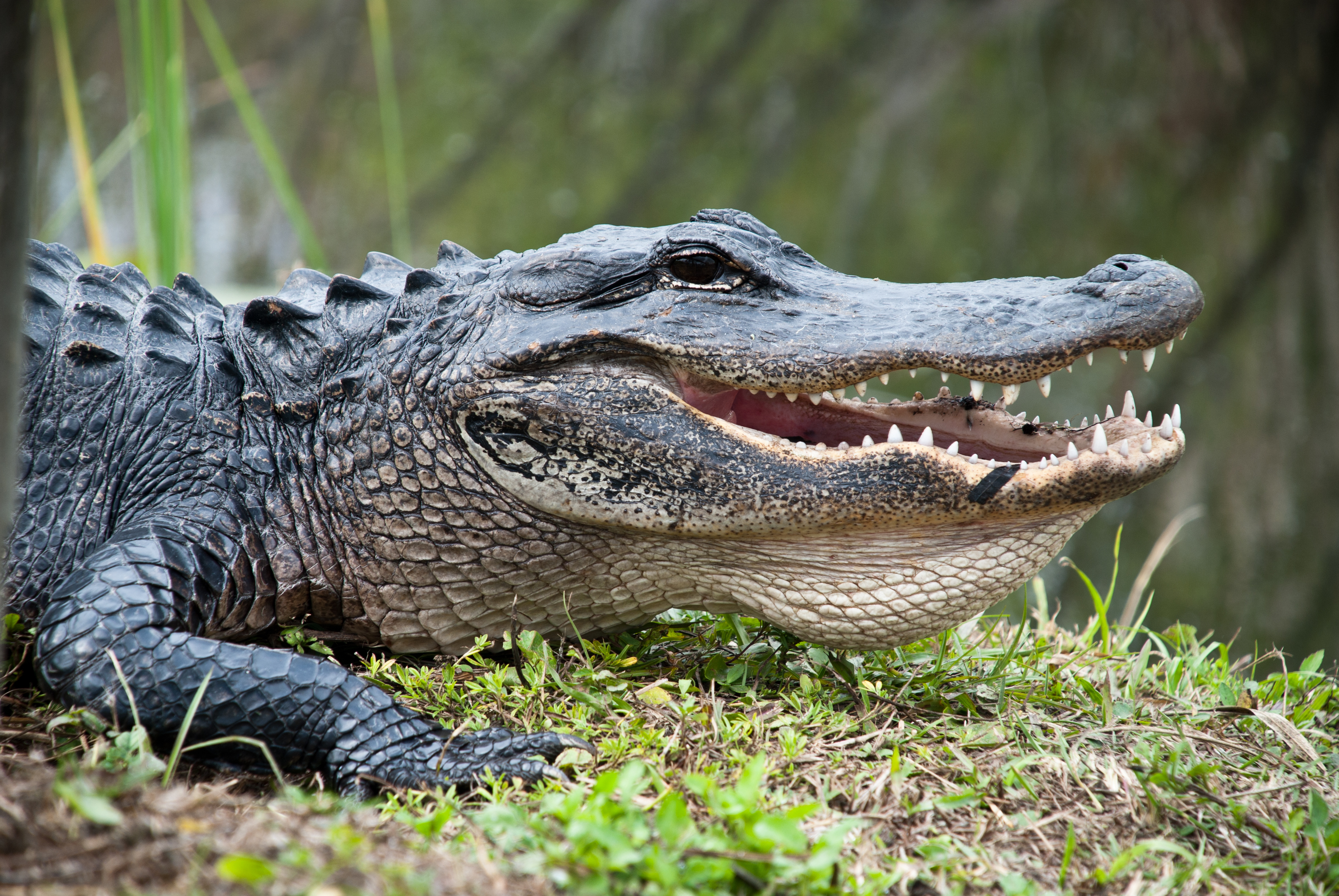 shutterstock_128007614 American Alligator in the Everglades National Park. Closeup of the big mouth and teeth..jpg