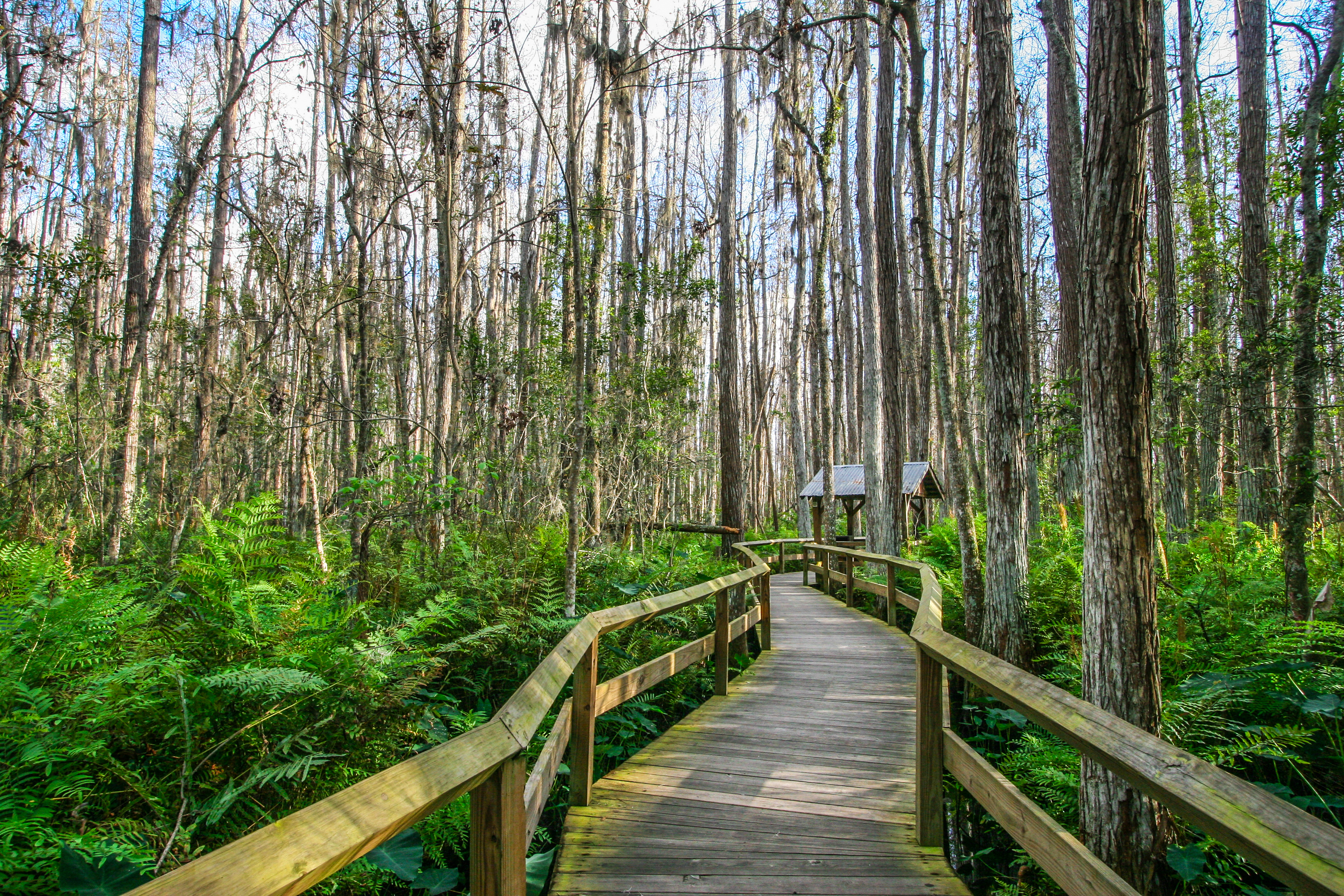 shutterstock_190833479 Wooden Deck in the Everglades Swamp, Florida.jpg