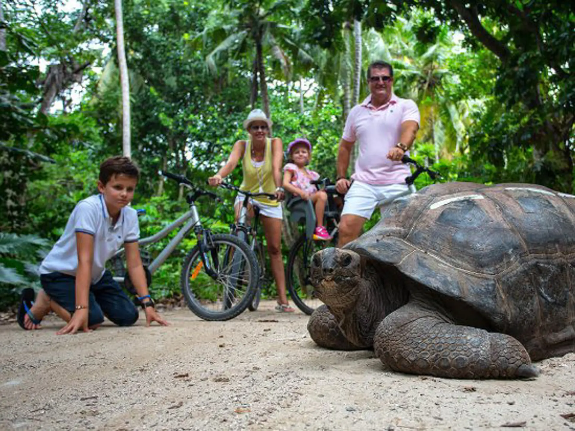 shutterstock_515312467 old Aldabra giant tortoises, Aldabrachelys gigantea, in National Marine Park on Curieuse island, close to Praslin.jpg
