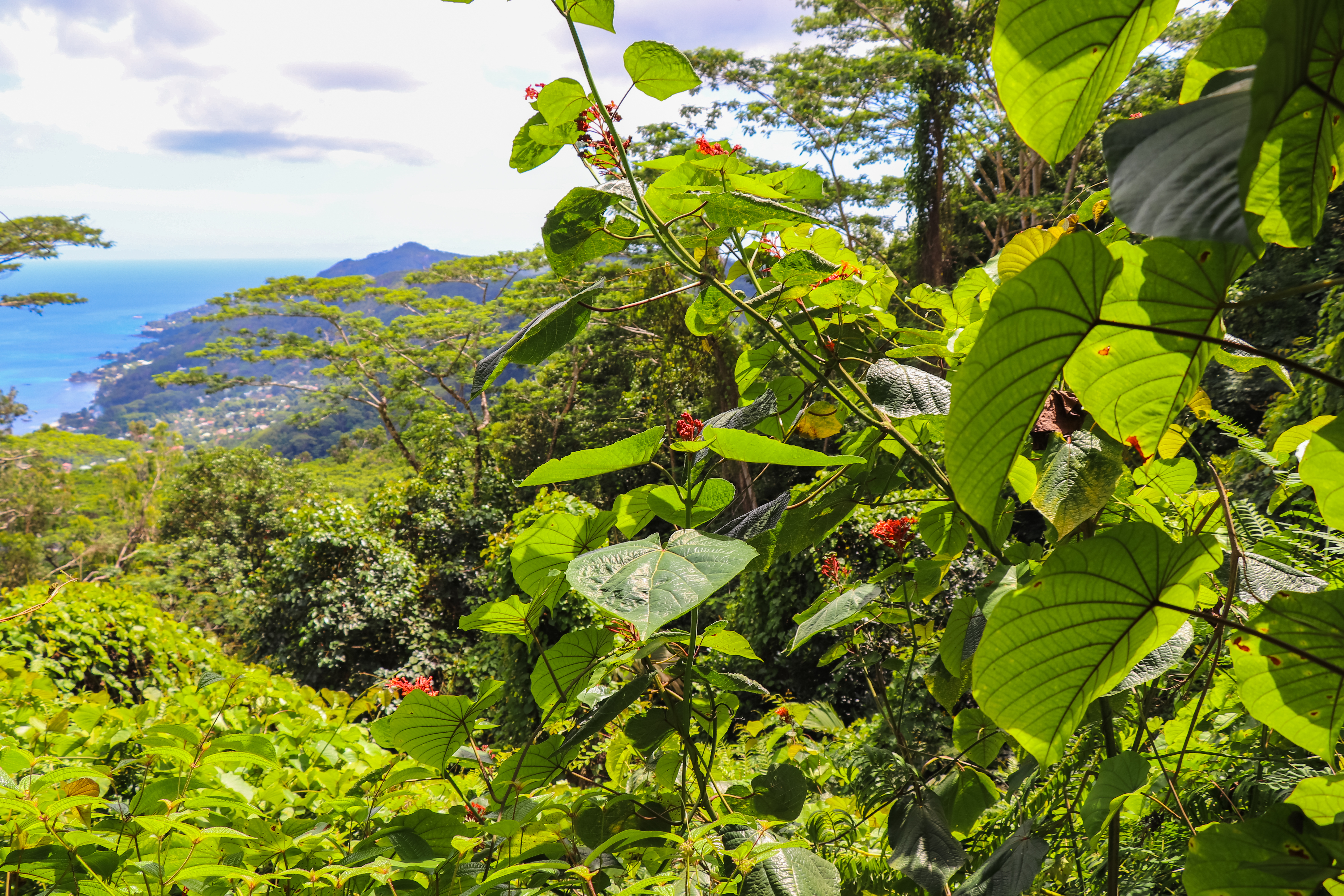 shutterstock_741791905 Seychelles nature. Mahe island. Dans Gallas trail.jpg
