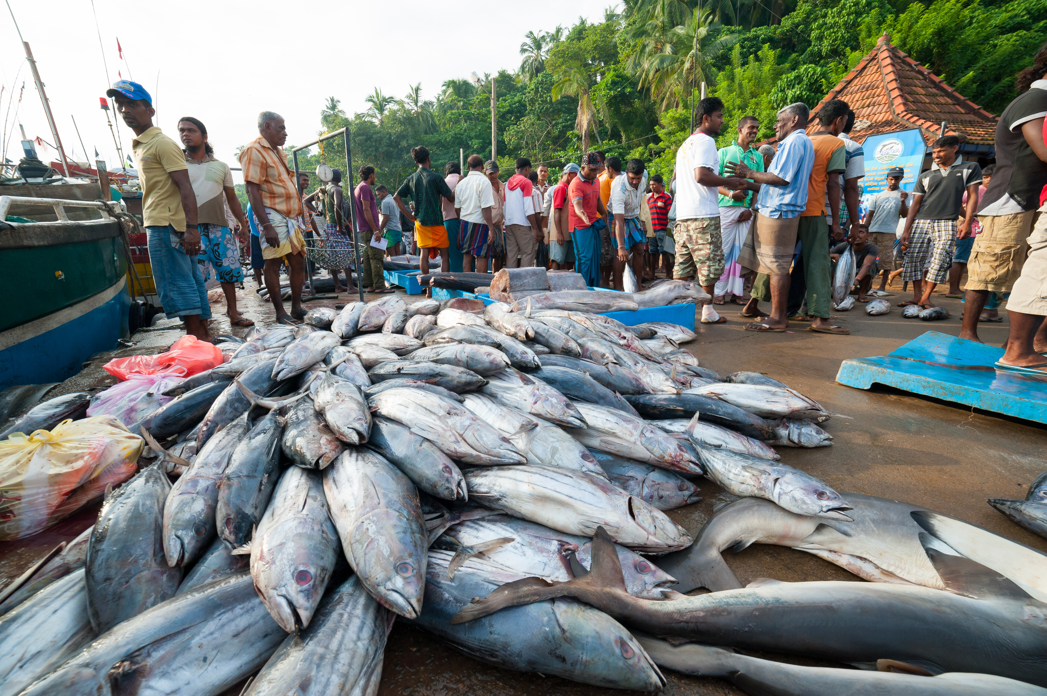 shutterstock_103178486 MIRISSA, SRI LANKA - APRIL 10 Fishermen returned to their work in Mirissa,  tsunami.jpg