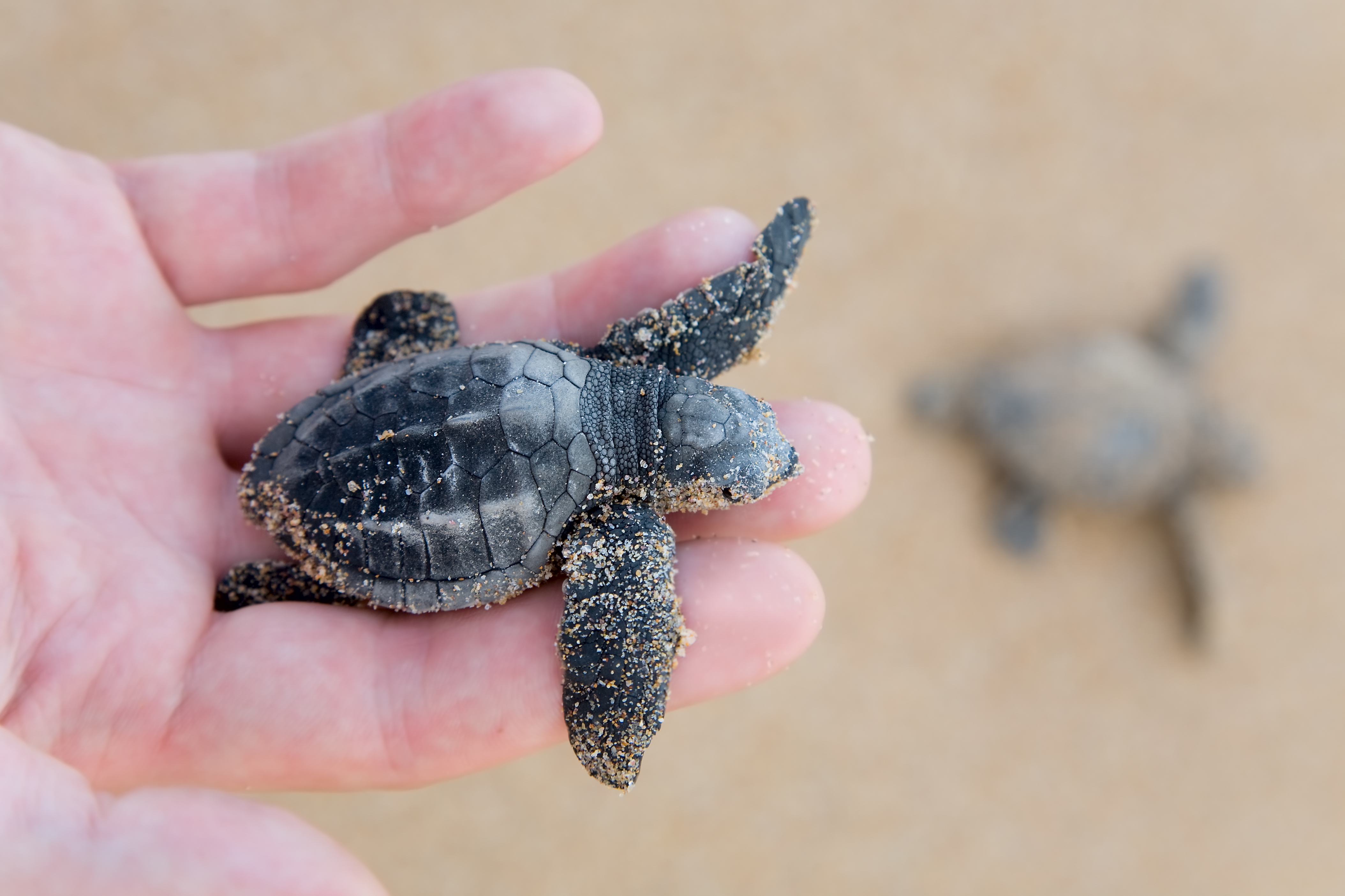 Havskildpaddeunge_Sri Lanka_104279444.jpg