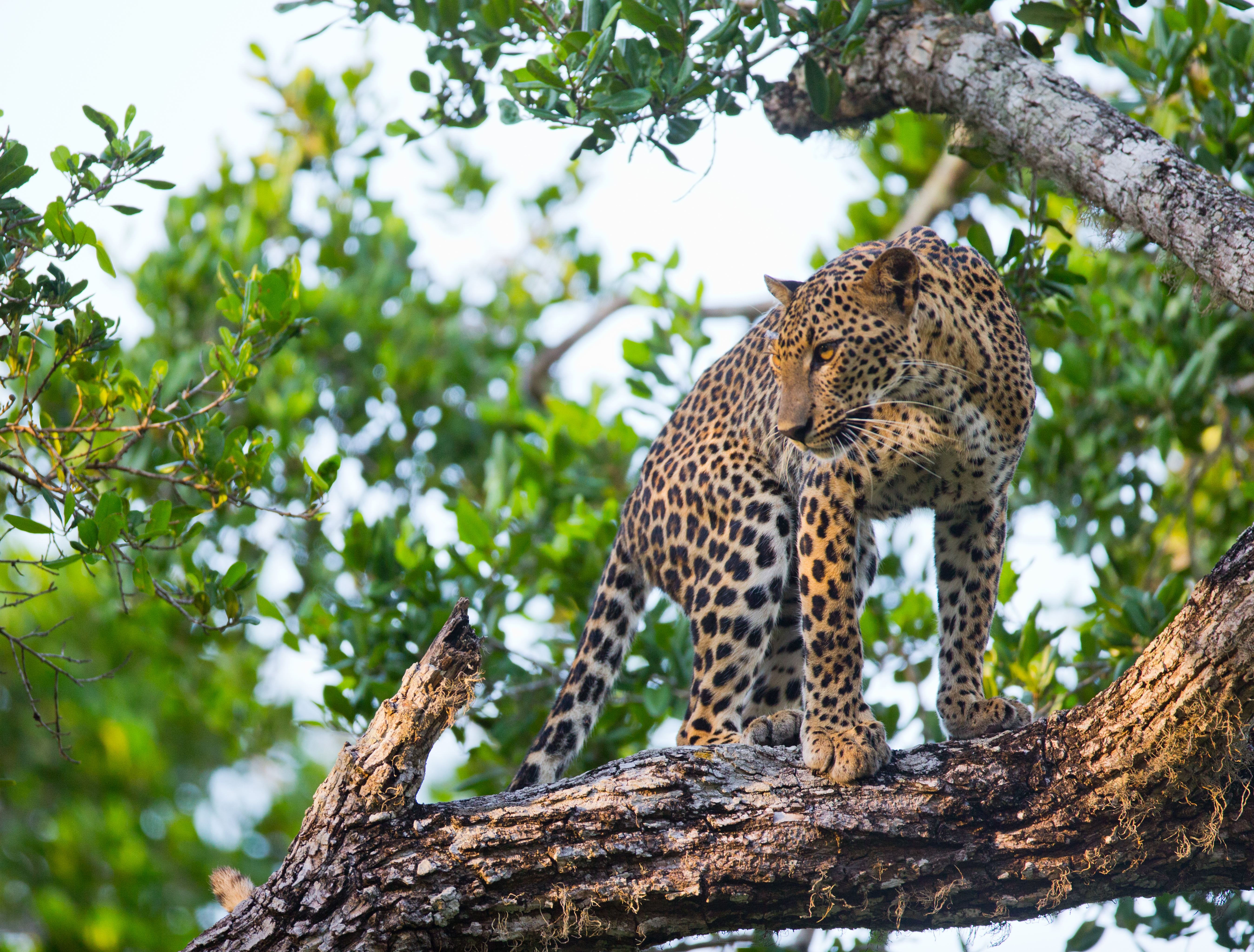 shutterstock_336636626 Leopard standing on a large tree branch. Sri Lanka..jpg