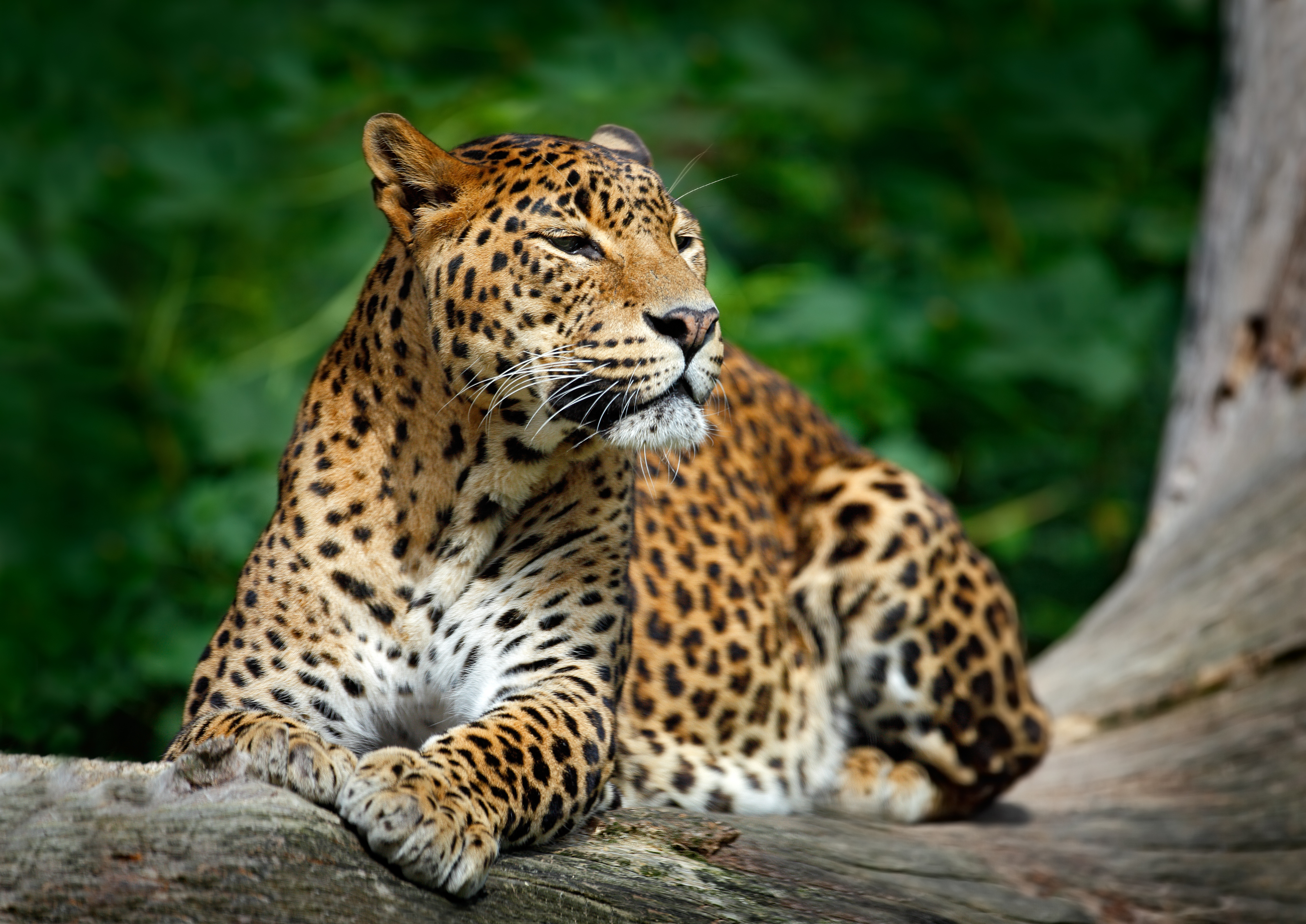 shutterstock_351667181 Sri Lankan leopard, cat lying on the tree in Yala.jpg