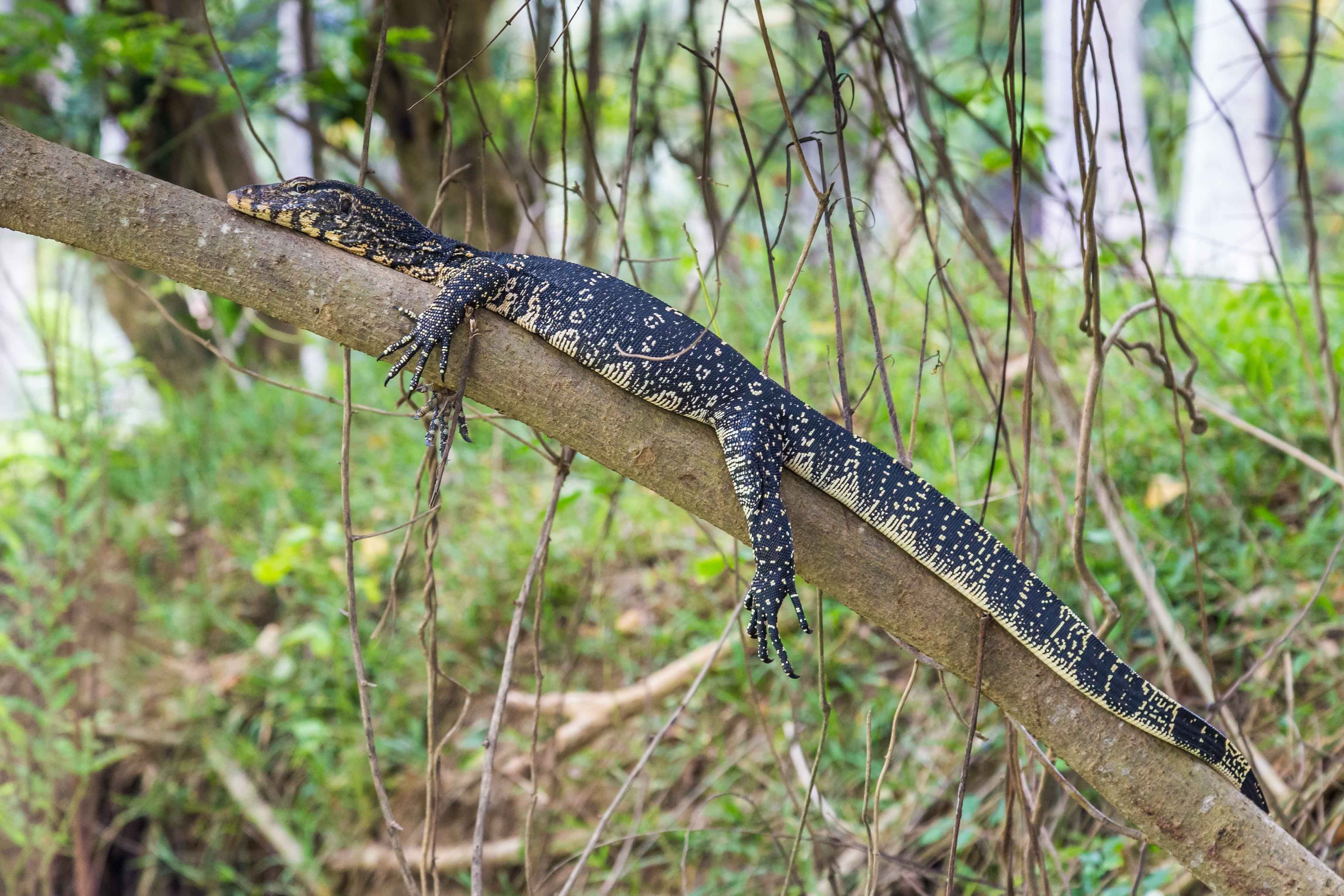 shutterstock_695073061 Monitor lizard (varanus bengalensis) resting on a tree branch near Negombo in Sri Lanka.jpg