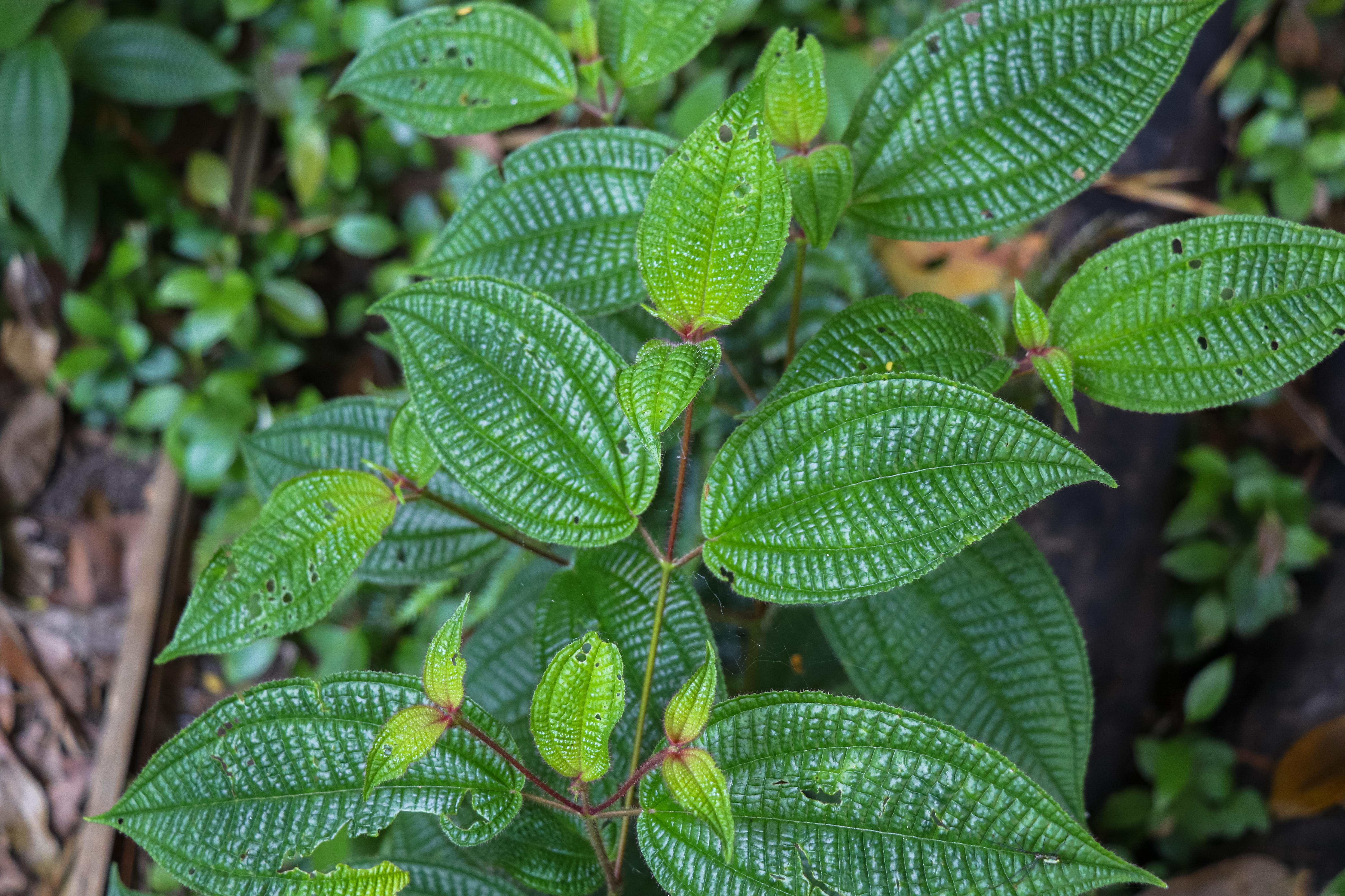 shutterstock_741781051 dans gallas.jpg