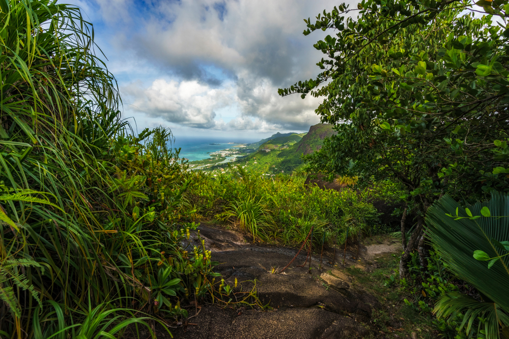 shutterstock_1018174654 Copolia trail jungle and rocks.jpg