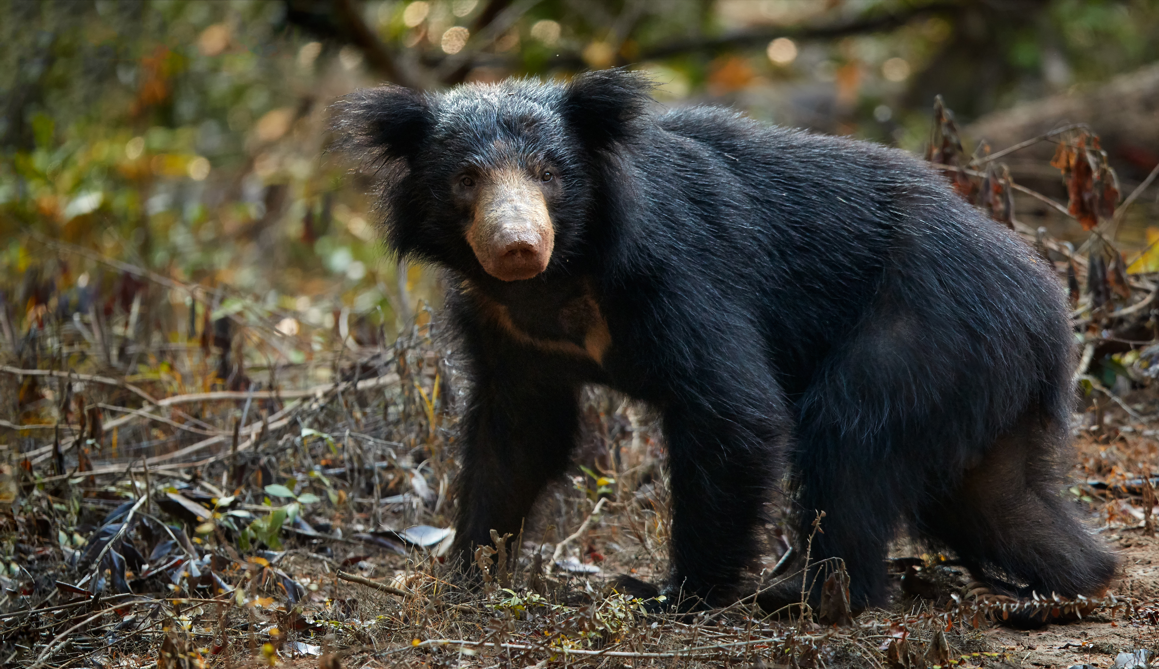 shutterstock_524386810 Close up sloth bear - wilpattu.jpg