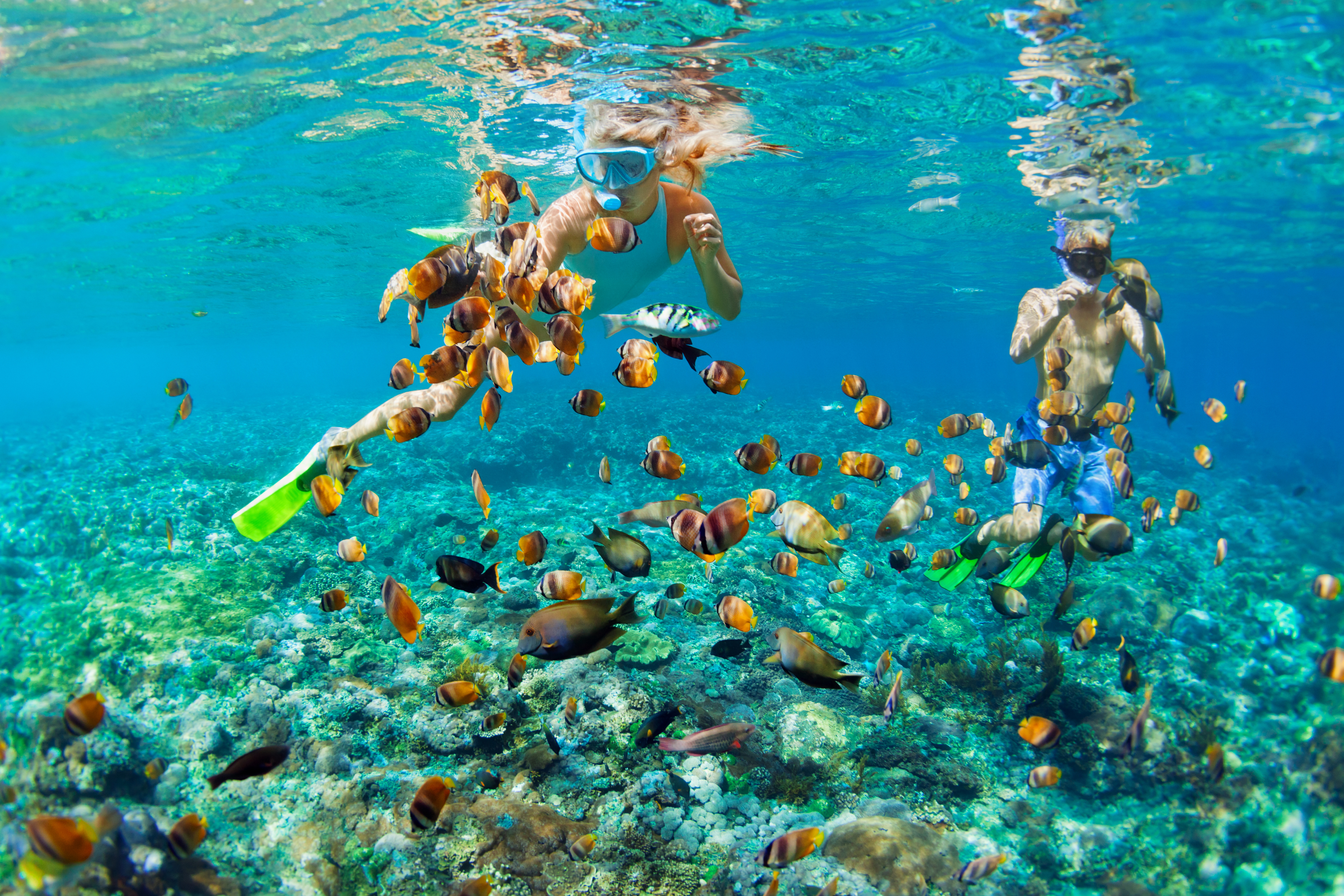 Snorkling På Maldiverne Shutterstock 1785701036