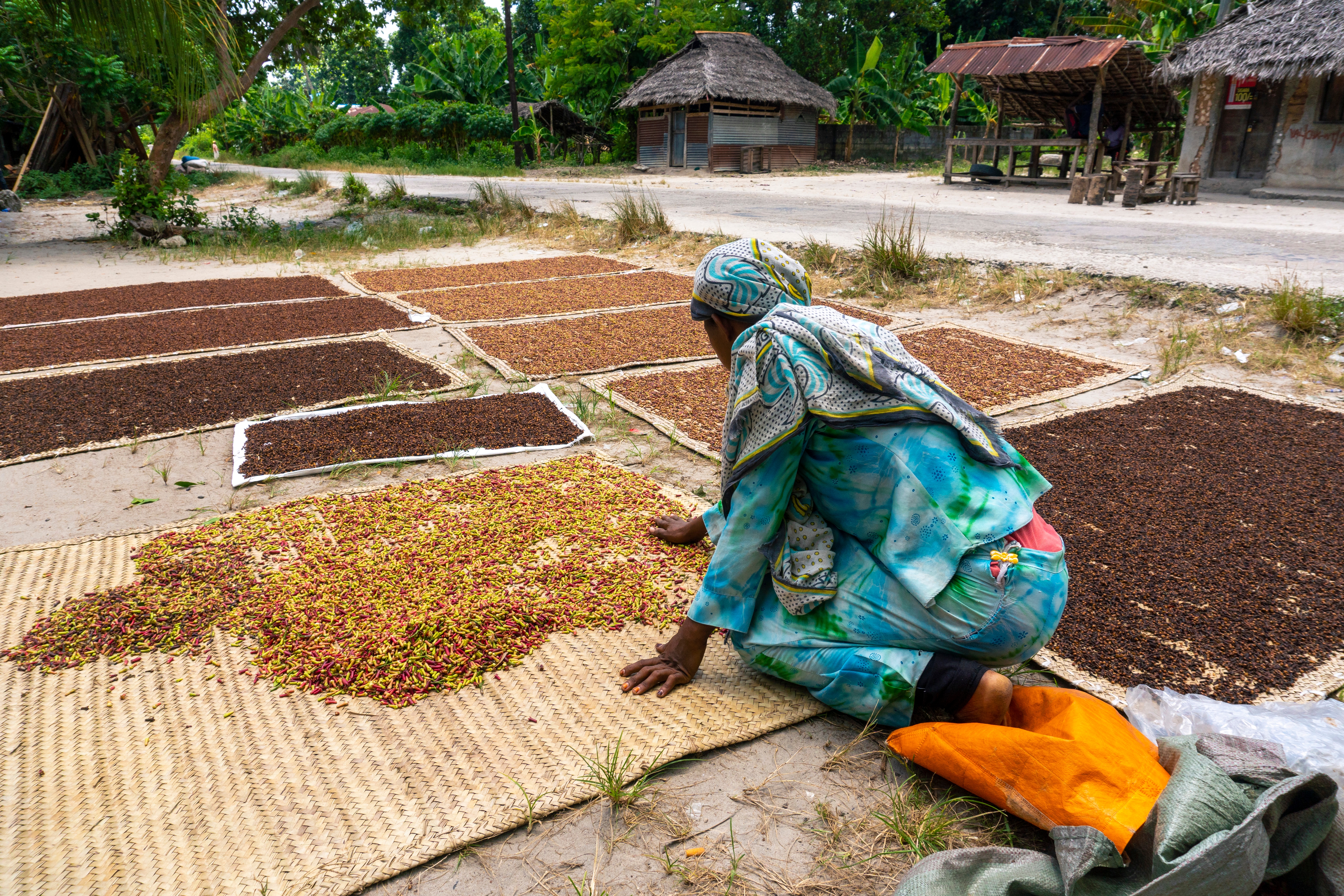 Shutterstock 2098754305 African Women Spreading A Clove To Dry On The Thatched Mat At Pemba Island, Zanzibar, Tanzania