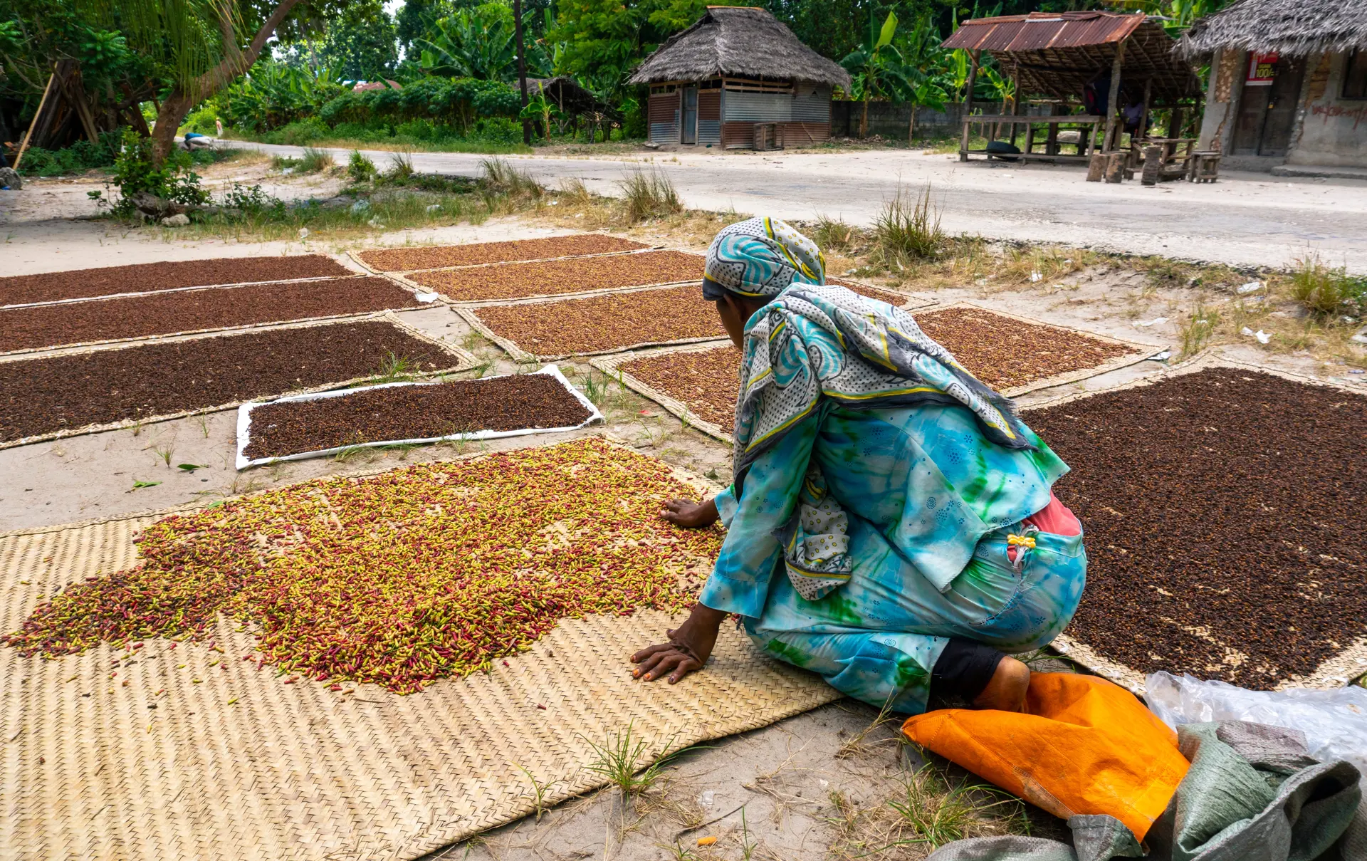 Shutterstock 2098754305 African Women Spreading A Clove To Dry On The Thatched Mat At Pemba Island, Zanzibar, Tanzania