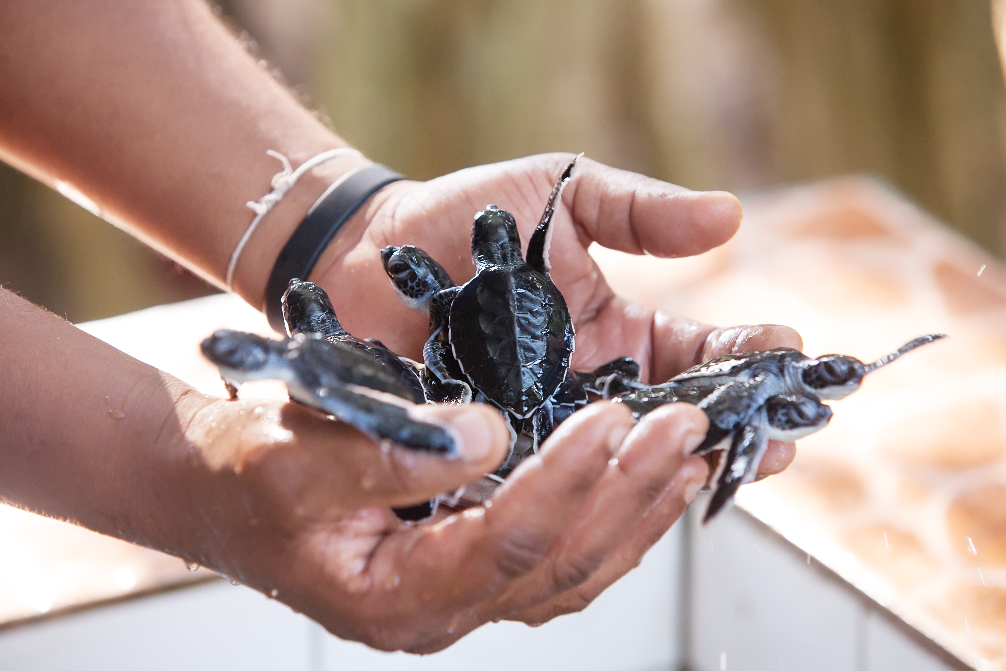 Shutterstock 136852688 (Newly Hatched Babies Turtle In Humans Hands At Sea Turtles Conservation Research Project In Bentota, Sri Lanka)