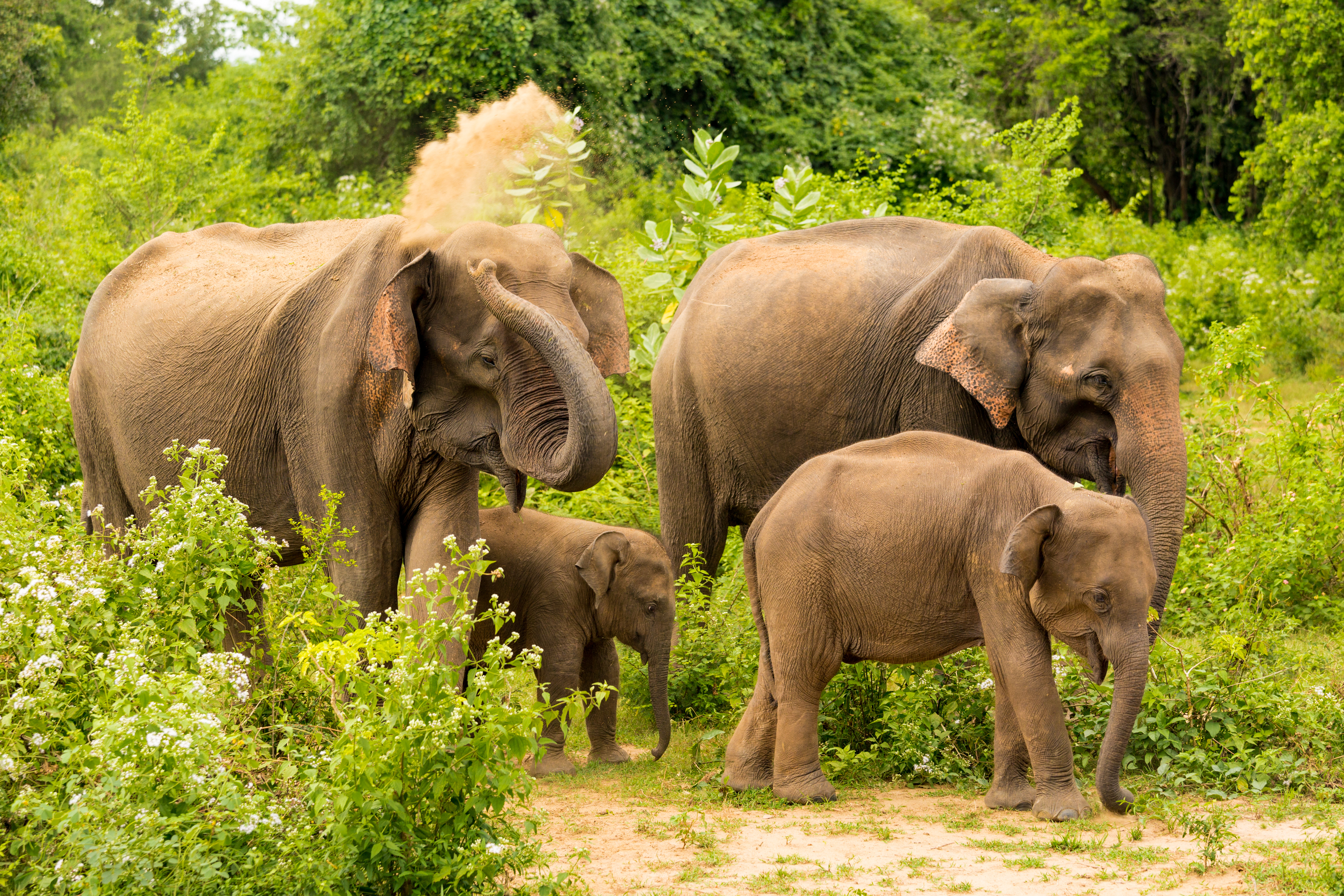 Shutterstock 647460688 (Elefant Familie Udwalawe)