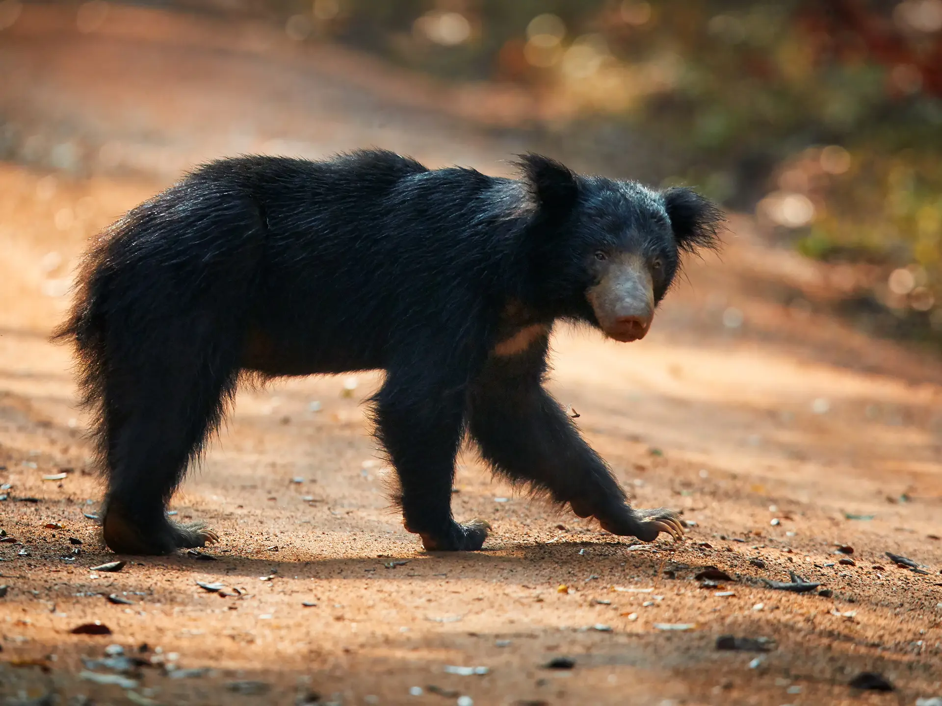 Shutterstock 524386264