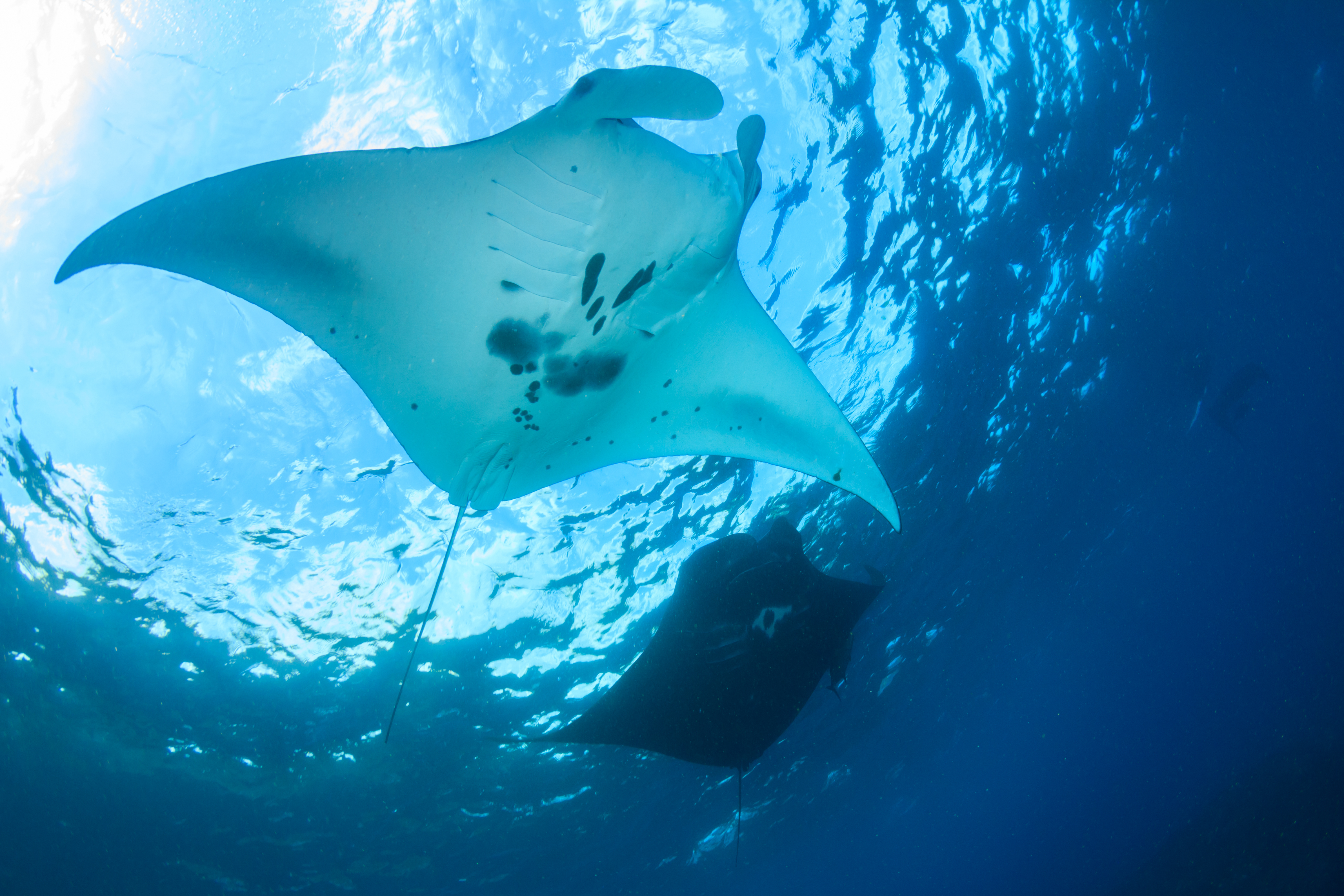Manta Ray Ud For Nusa Lembonganshutterstock 464710931