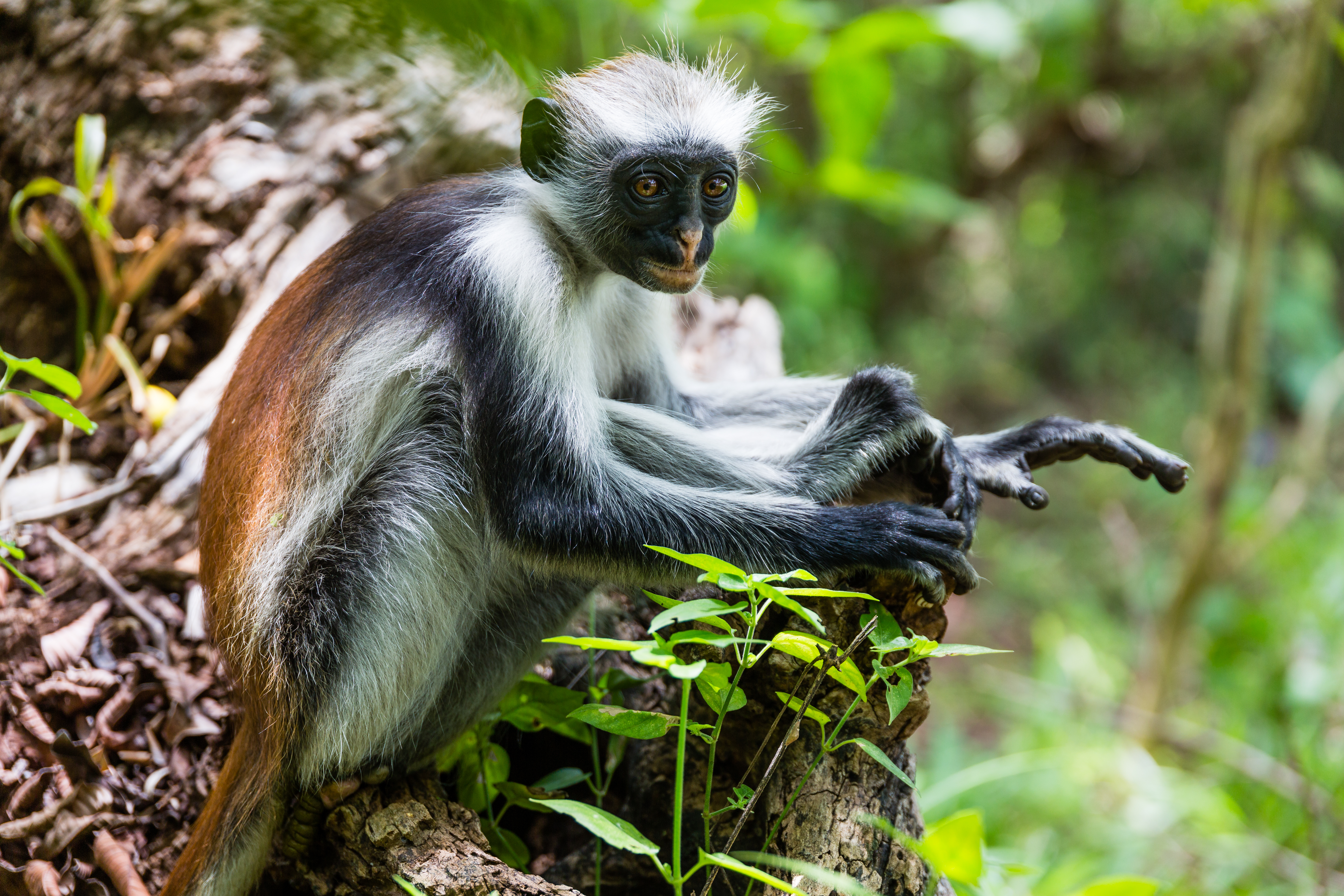 Rød colobusabe i Jozani Chwaka Bay National Park på Zanzibar