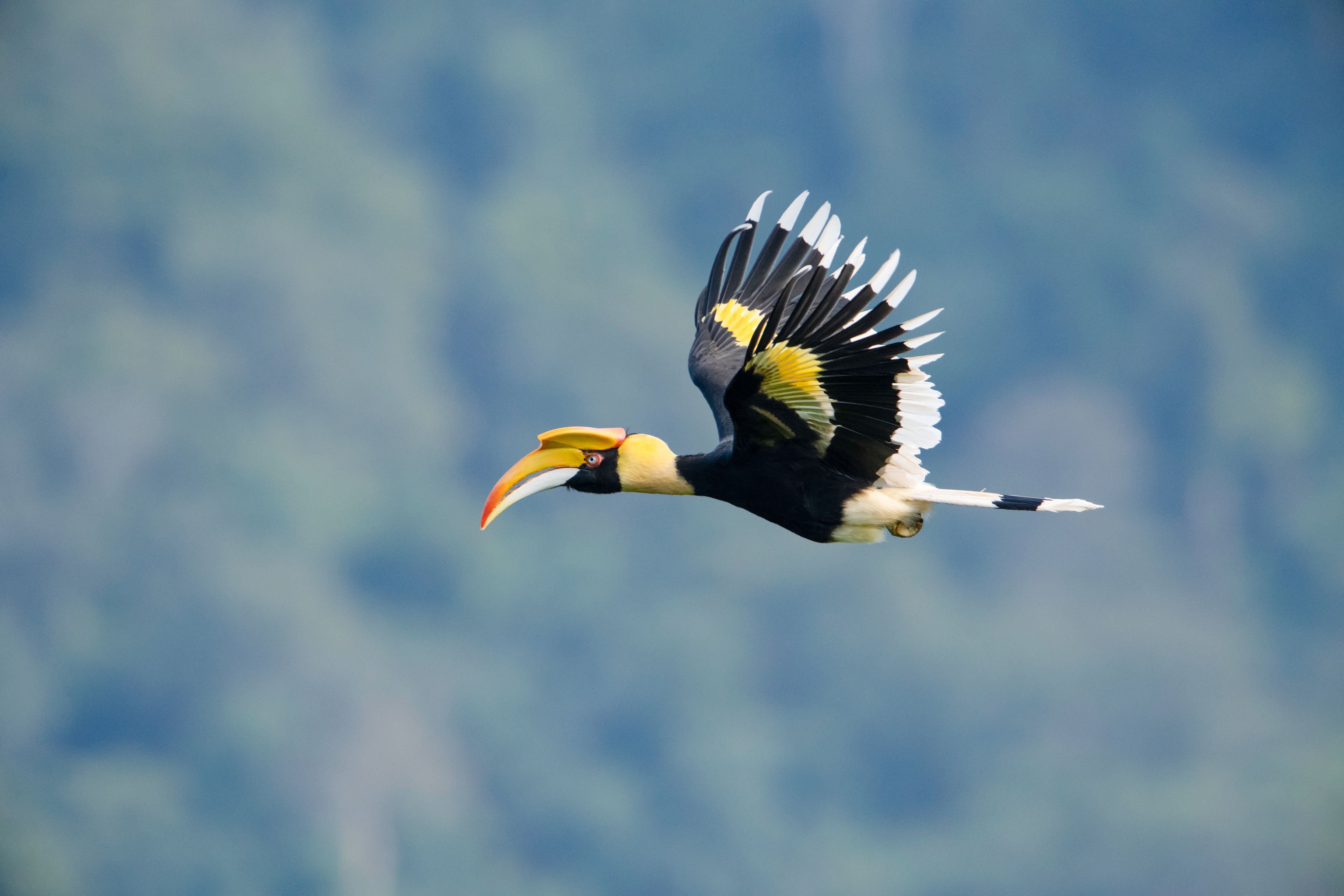 Hornbill Thailand Shutterstock 2598276825