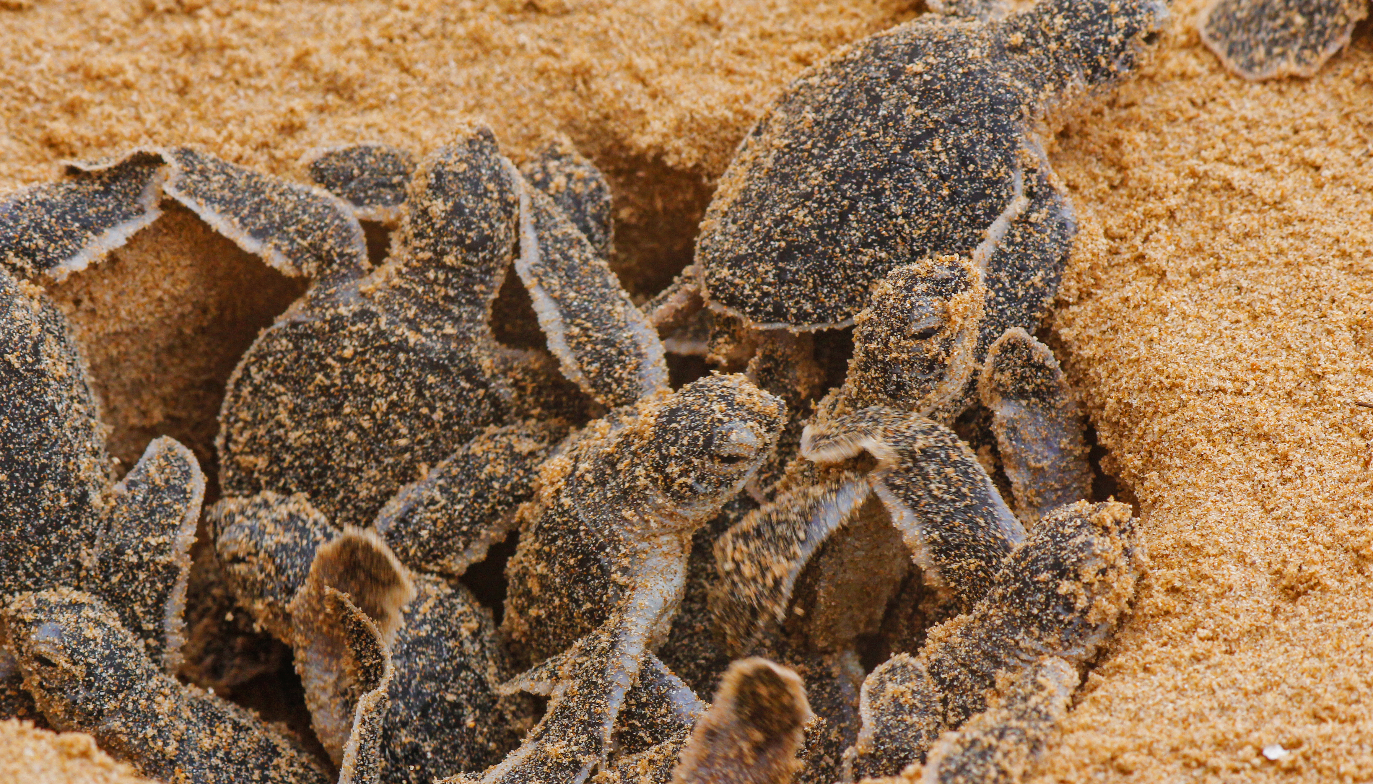 Shutterstock 1886437612 (Turtle Center Ved Tangalle)