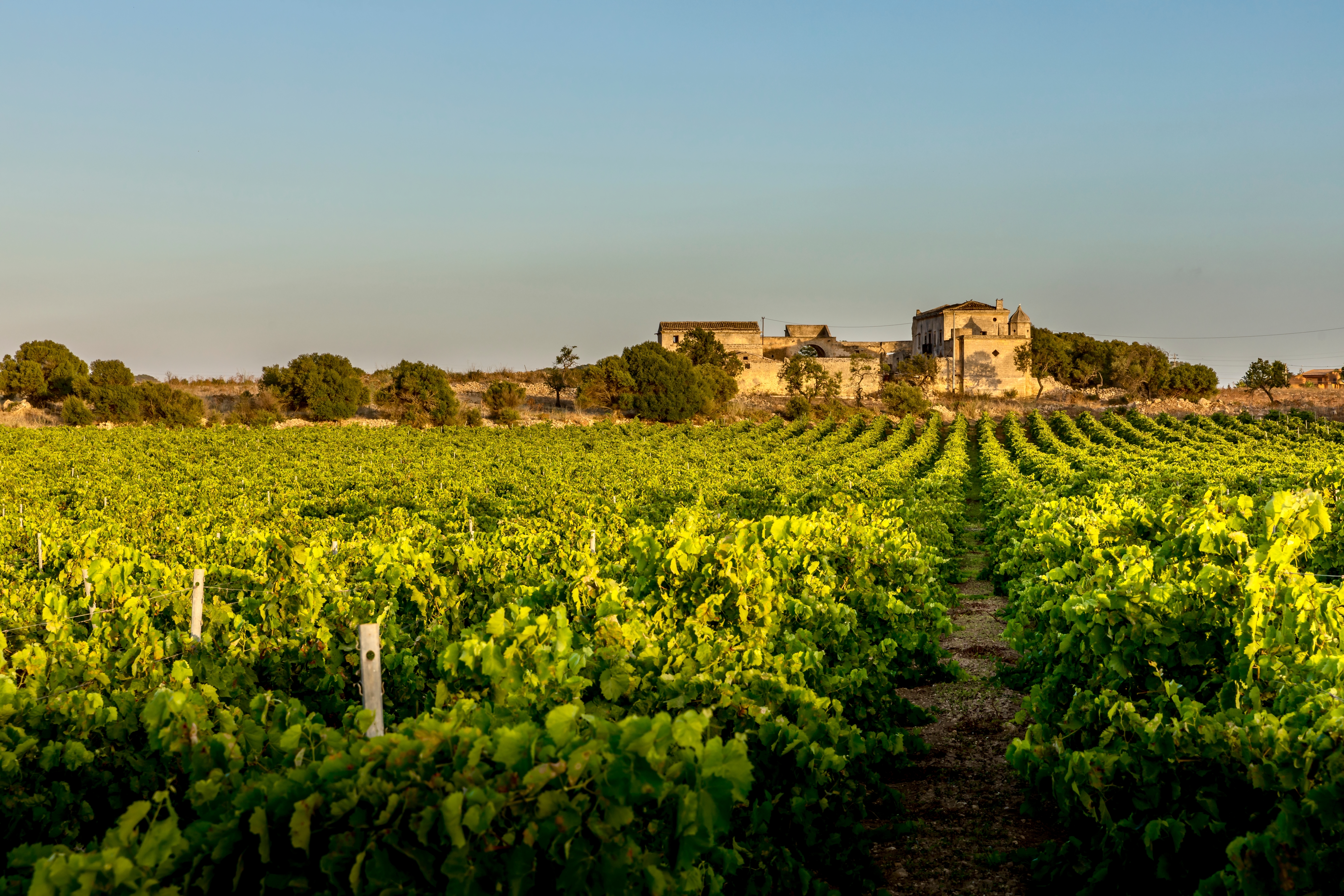 Marsala Vingård Shutterstock 2238519691