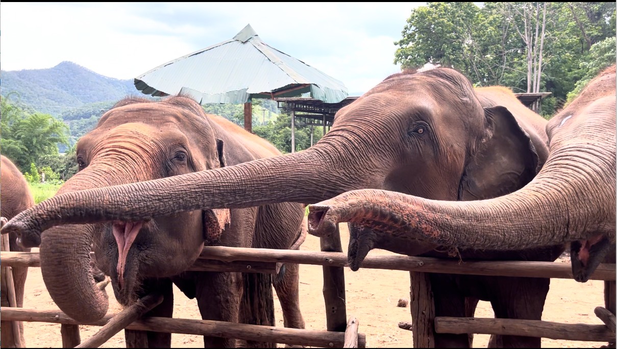 Elefanter Chiang Mai Thailand