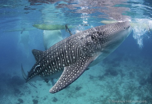 Whale Shark Adventure