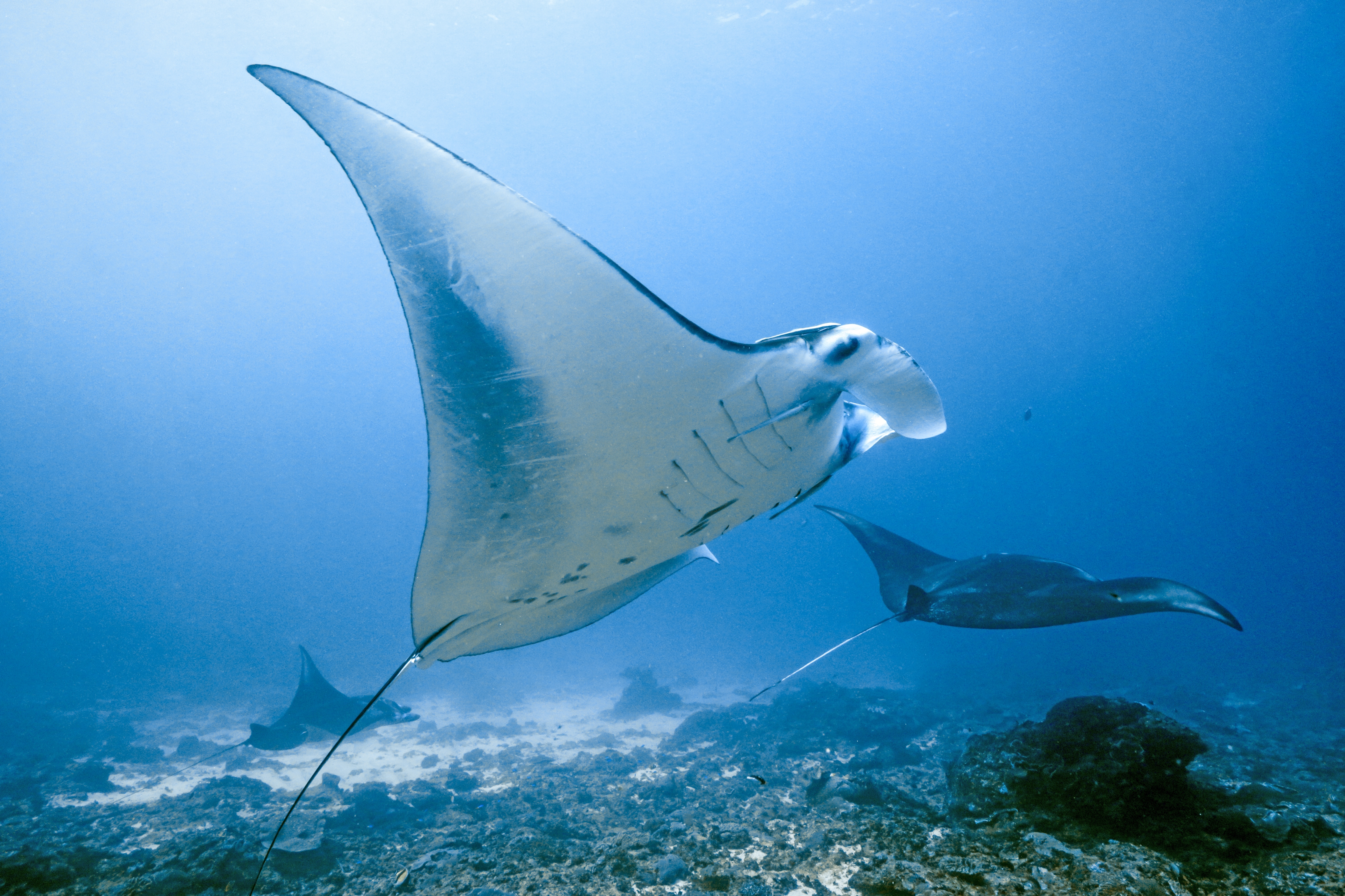Shutterstock 2370371075 (Bali Nusa Penida Diving With Huge Manta Rays)