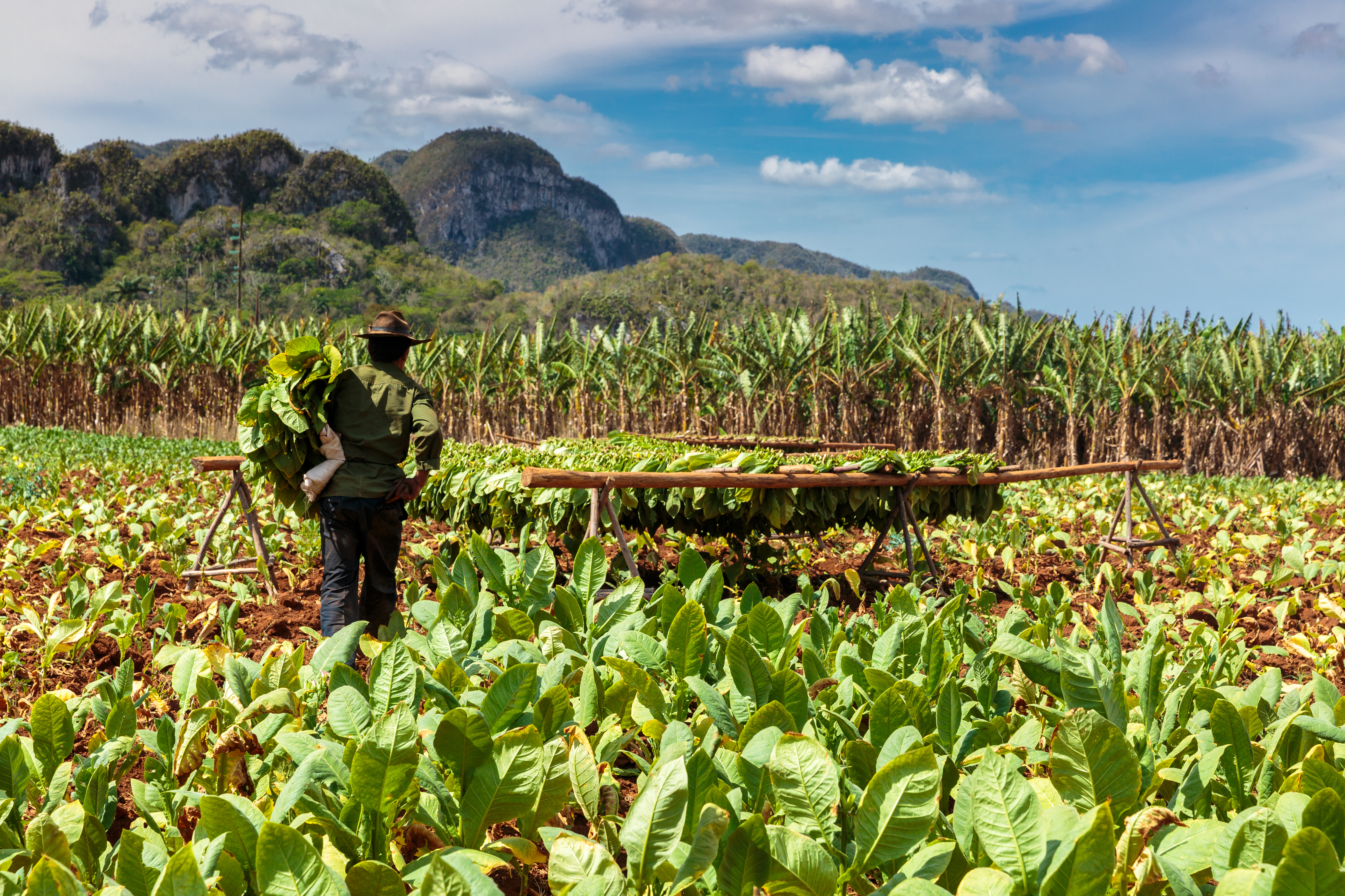 Shutterstock 322728248 Tobacco Plantation In The Vinales Valley, North Of Cuba