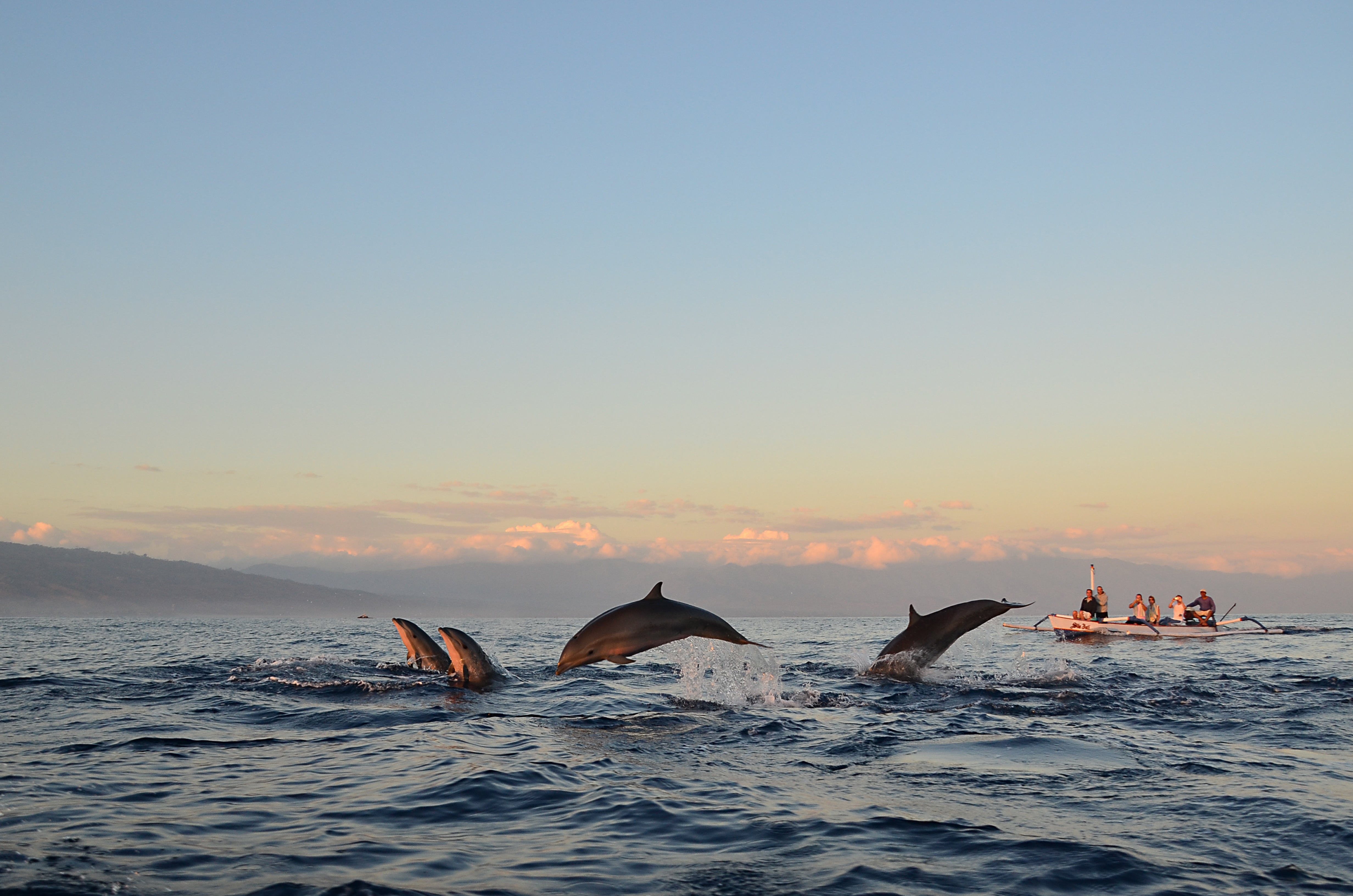 Shutterstock 1077393434 (Dolphin Watching During The Sunrise Time At Sanur, Bali. Lovina Beach Is One Of Spectacular Beach With Dolphin Habitat And Place For Watching Dolphins)